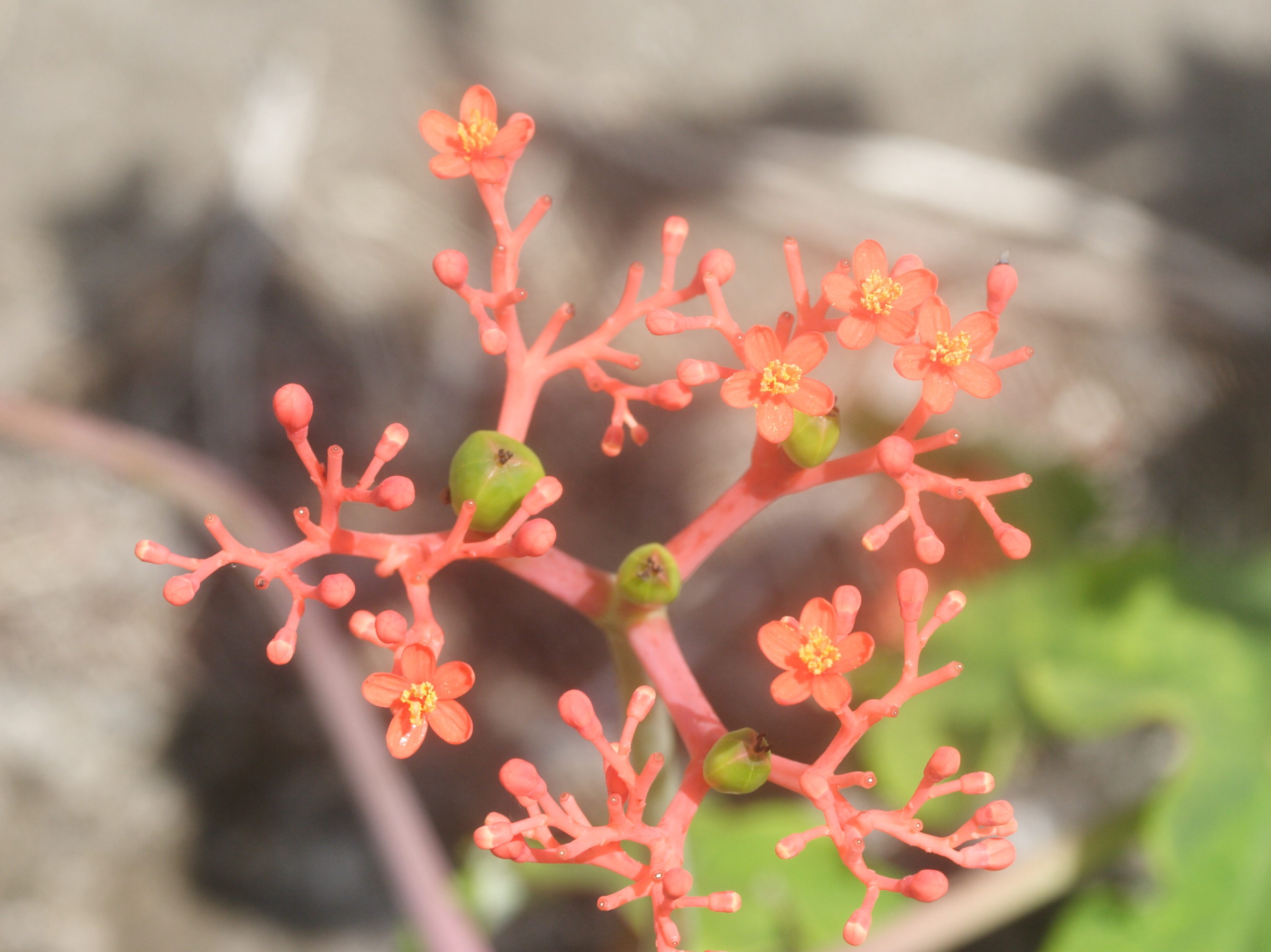 Afficher le média jatropha_podagrica2md jatropha_podagrica2md