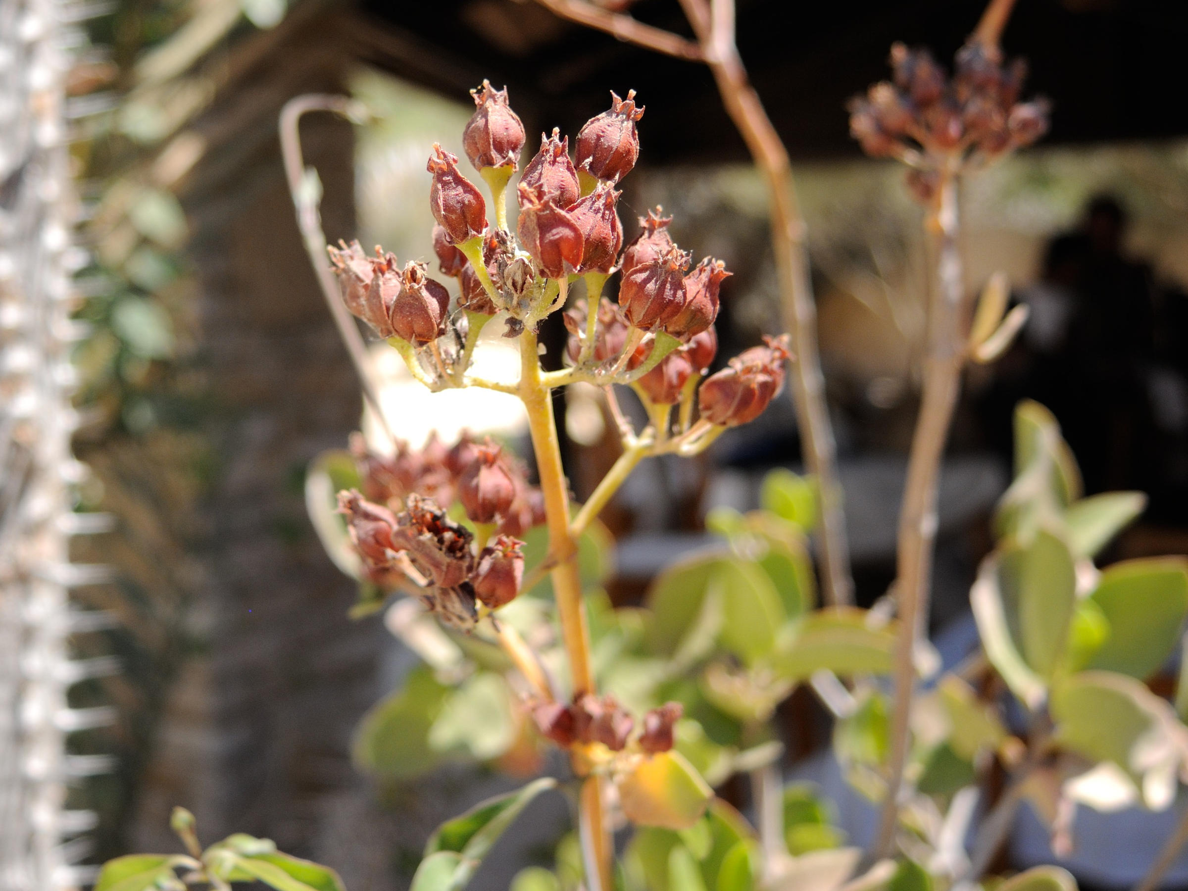 kalanchoe_bracteata3md