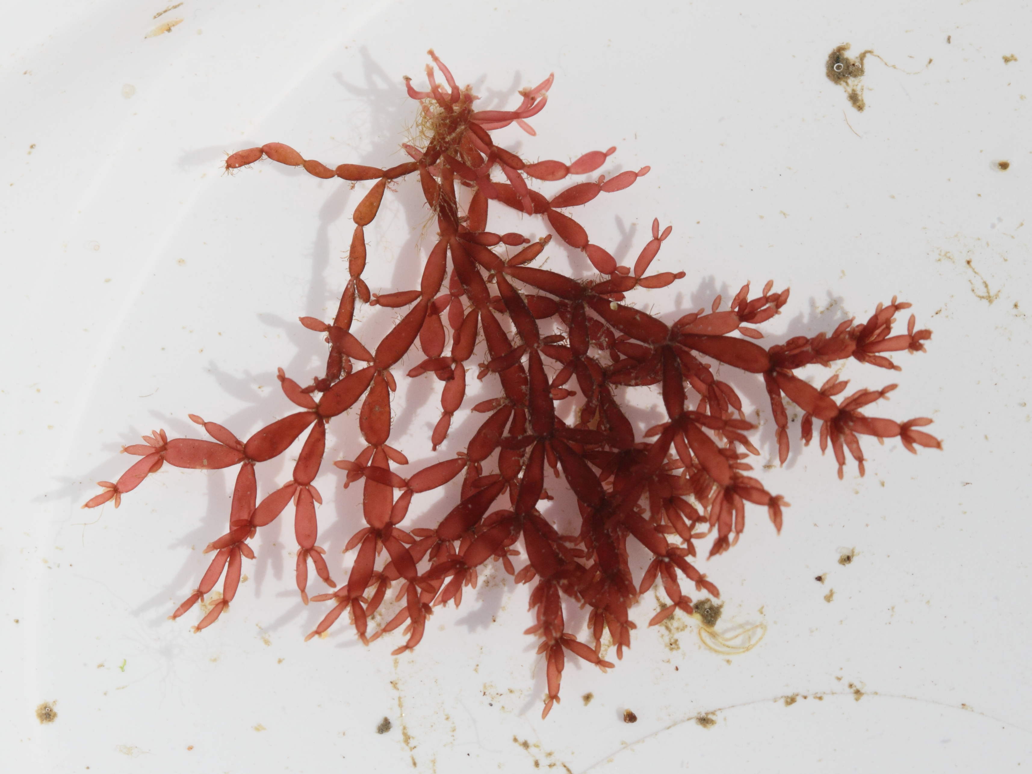 lomentaria_articulata1bd