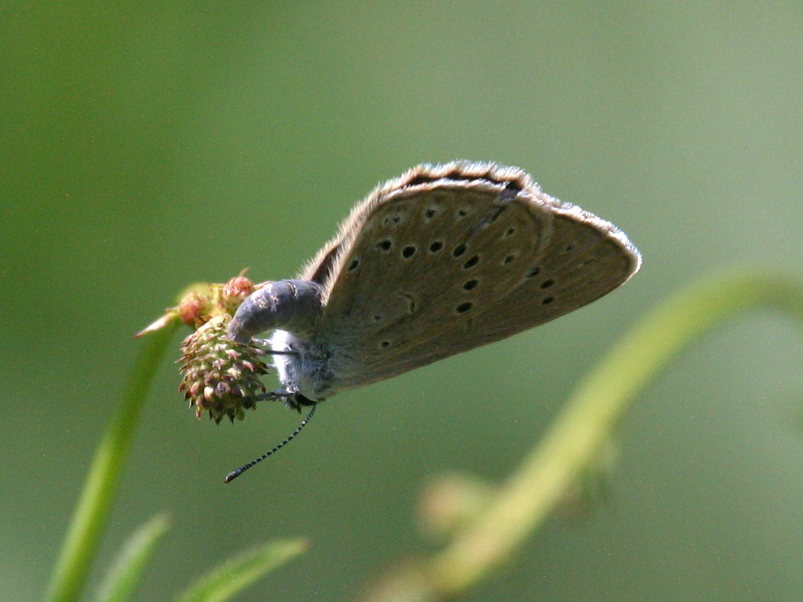 maculinea_telejus5bd