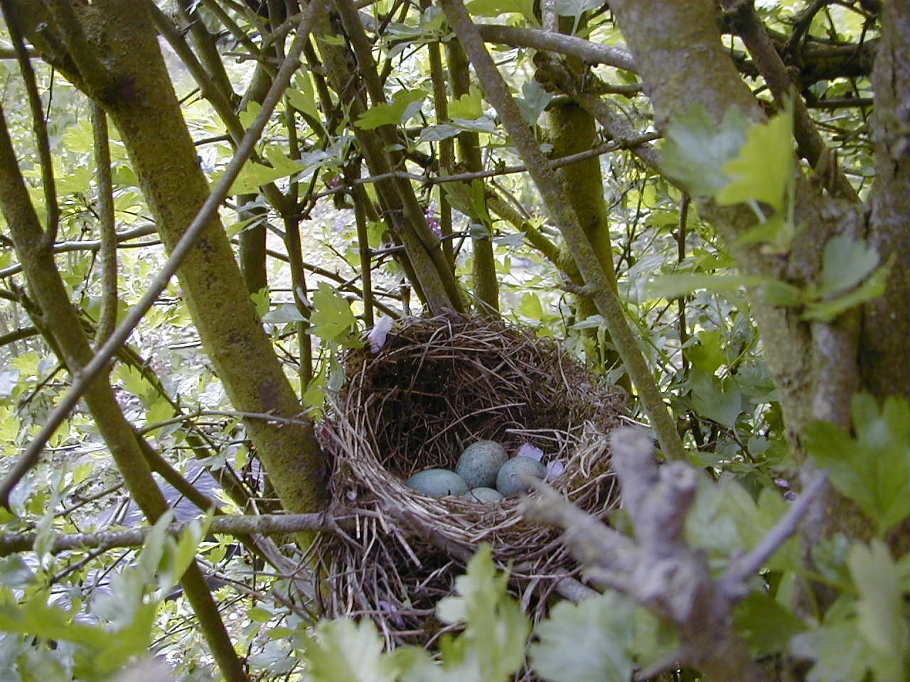 merle_noir_-_turdus_merula_nid2md