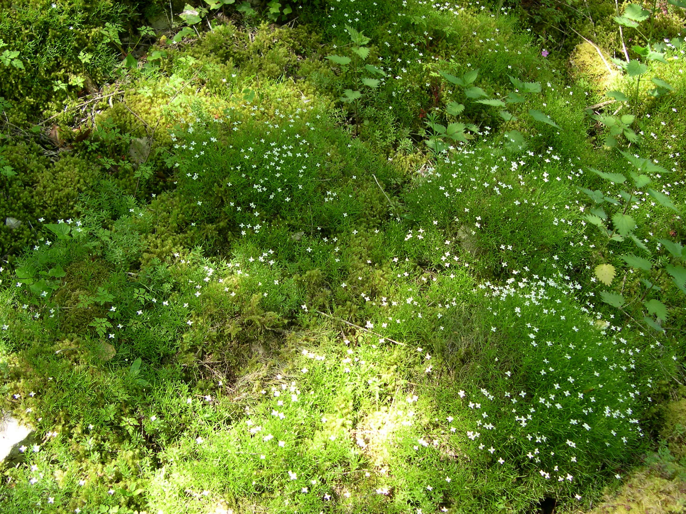 Afficher le média moehringia_muscosa2md moehringia_muscosa2md