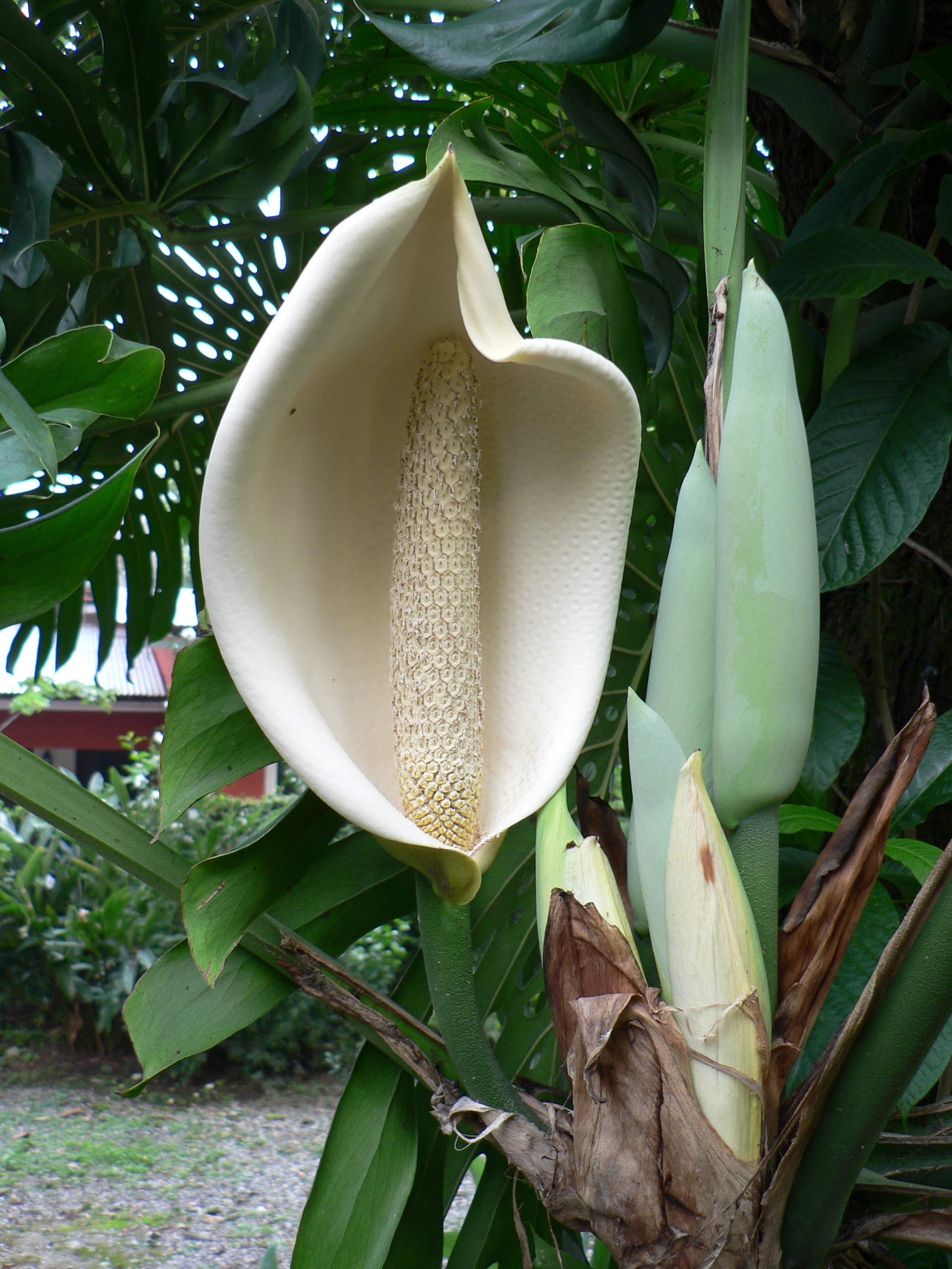 monstera_deliciosa6gc