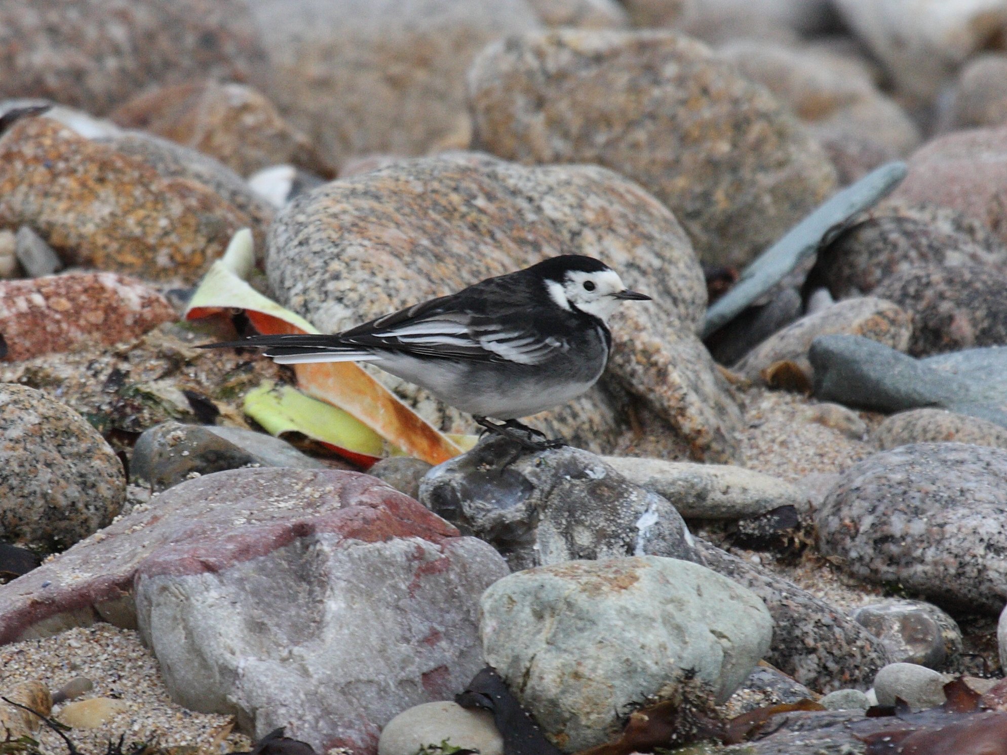 Afficher le média Motacilla_yarrellii4 Motacilla_yarrellii4