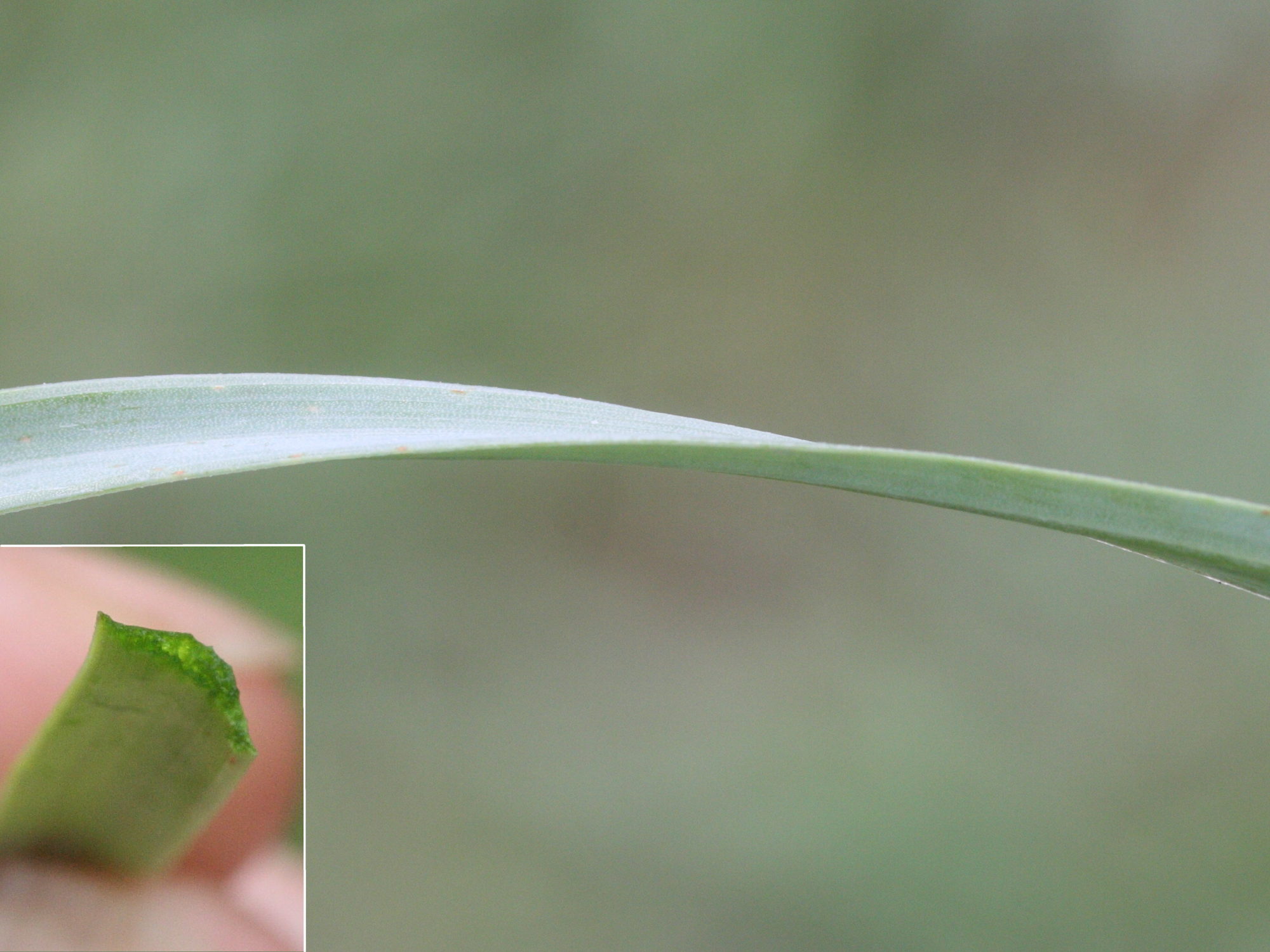 nothoscordum_gracile3md