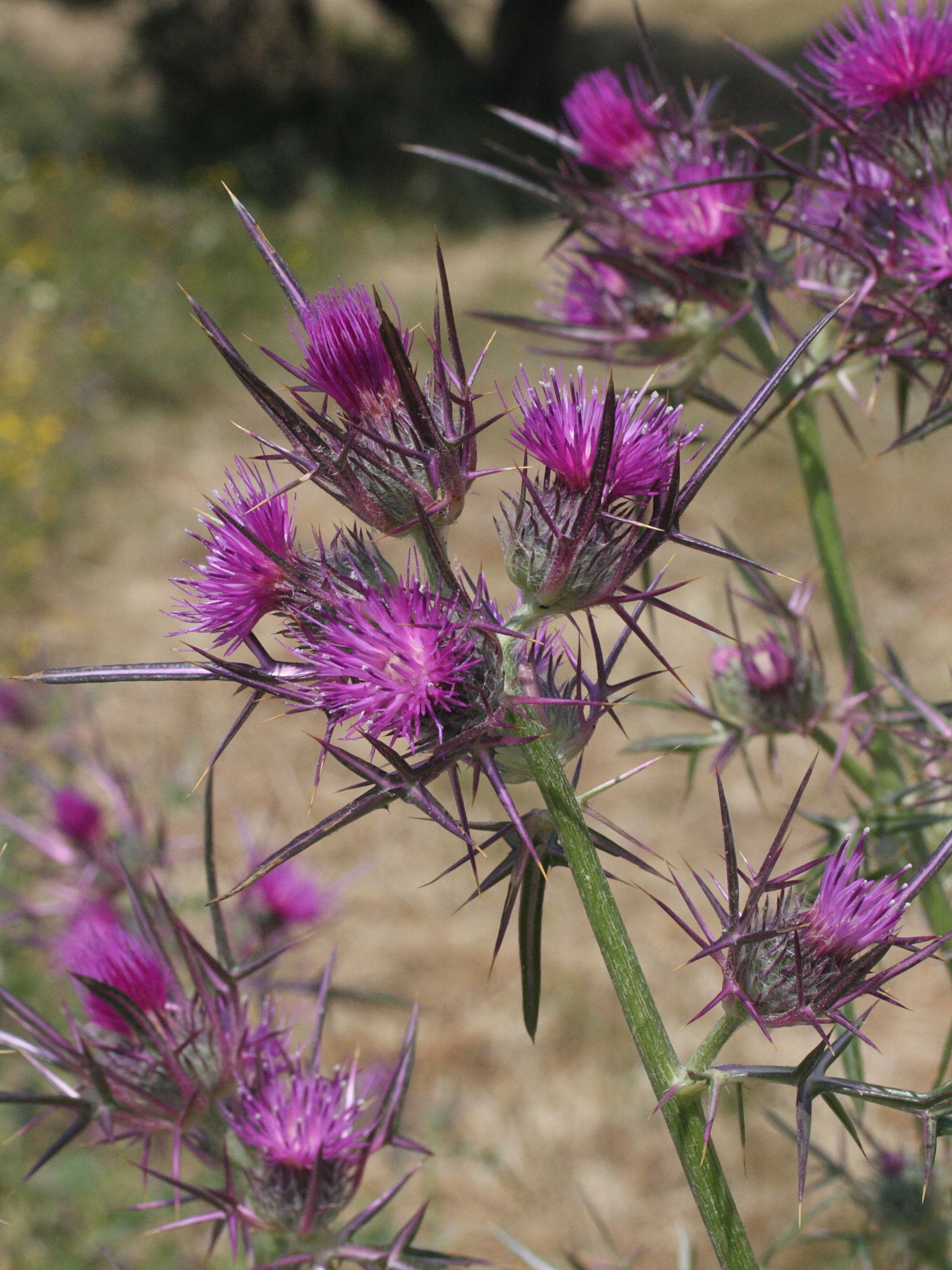 notobasis_syriaca1md