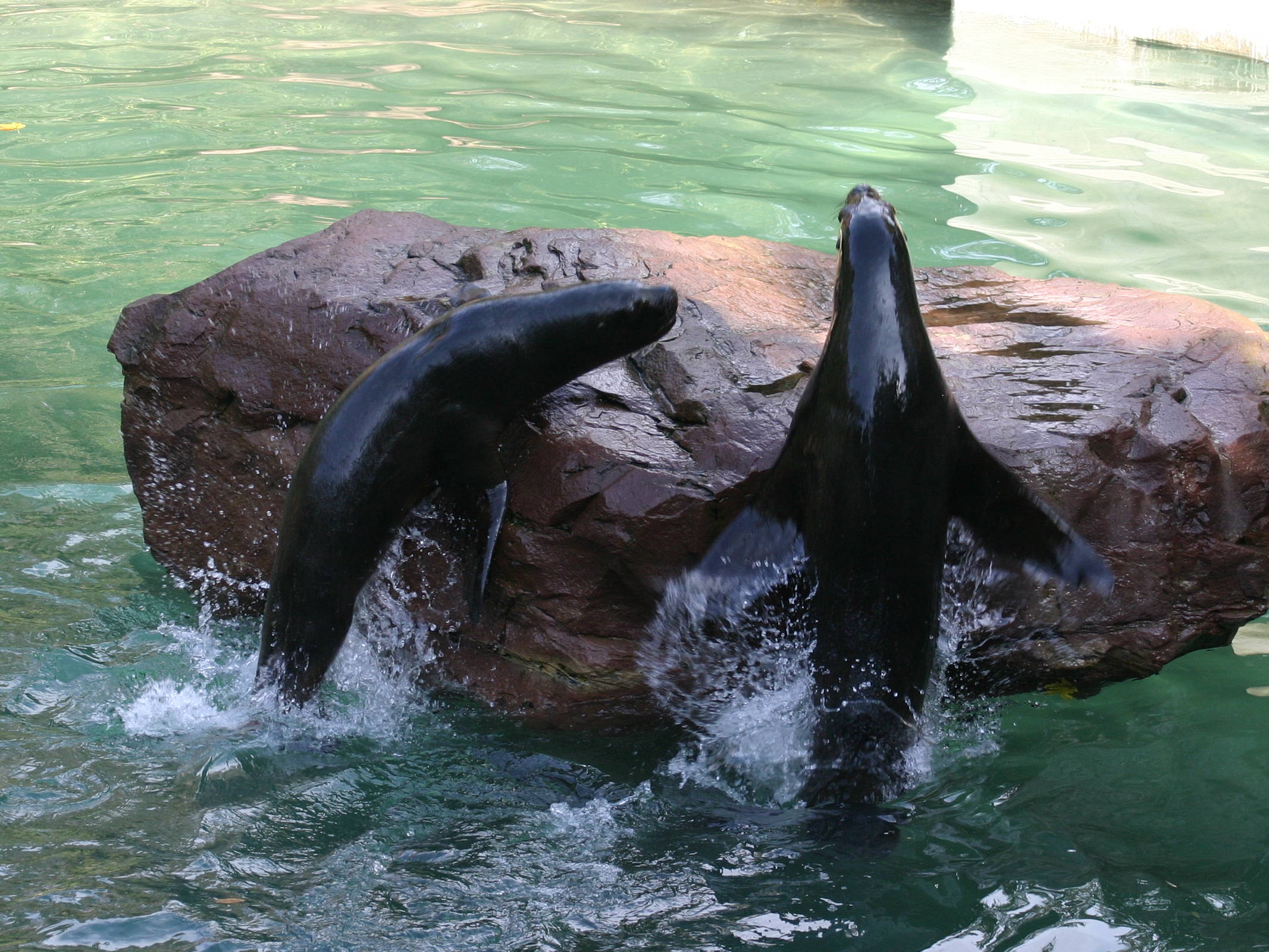 otaria_flavescens2sd