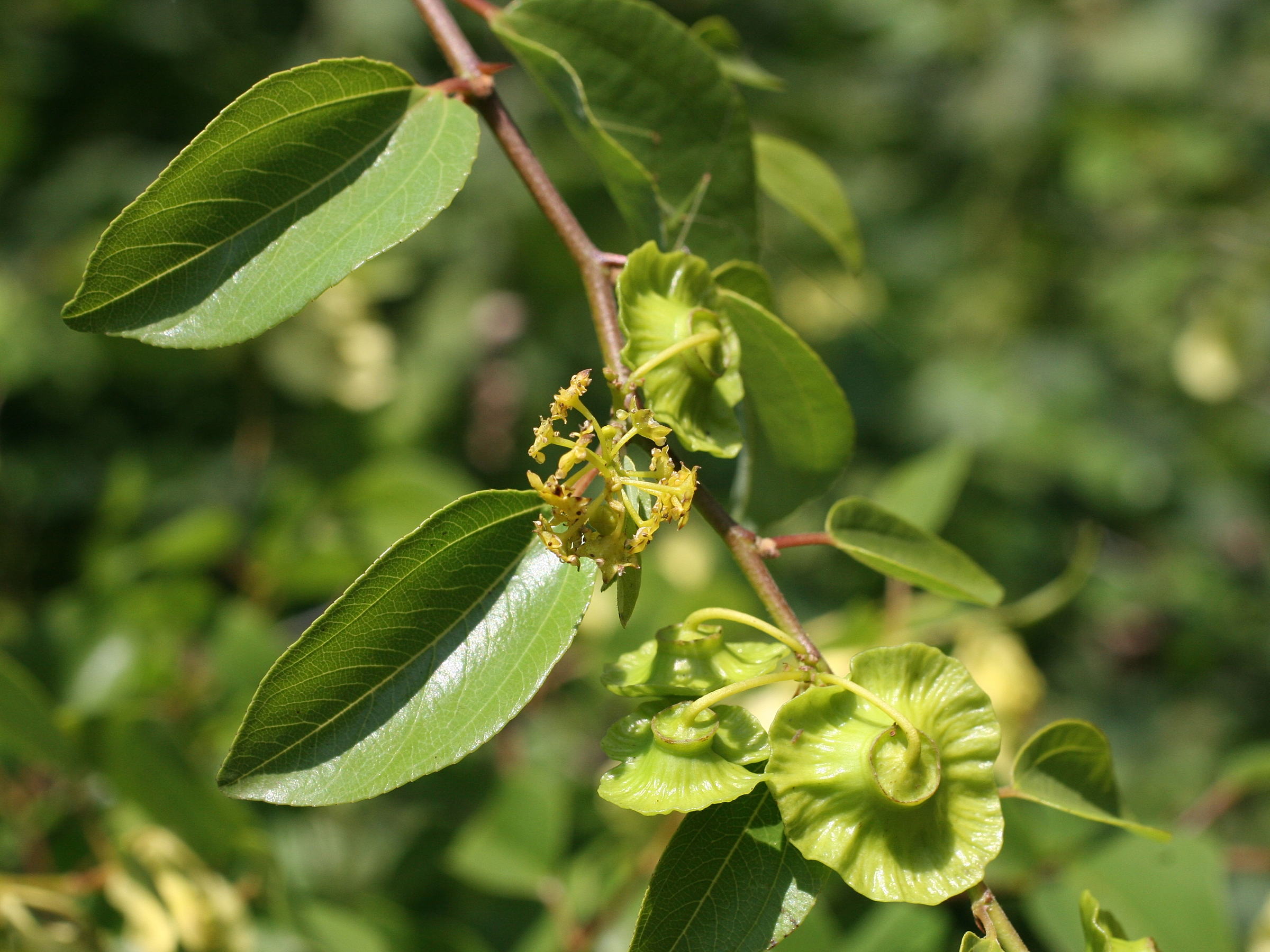 Afficher le média paliurus_spina-christi3md paliurus_spina-christi3md
