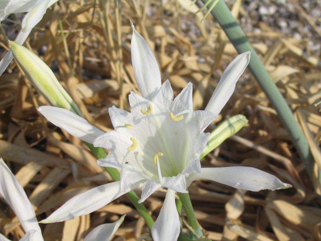 Afficher le média pancratium_maritimum7mv pancratium_maritimum7mv