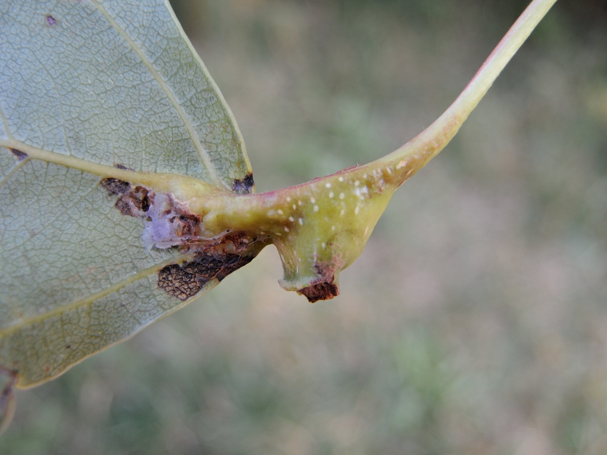 Afficher le média pemphigus_bursarius_galle1md pemphigus_bursarius_galle1md