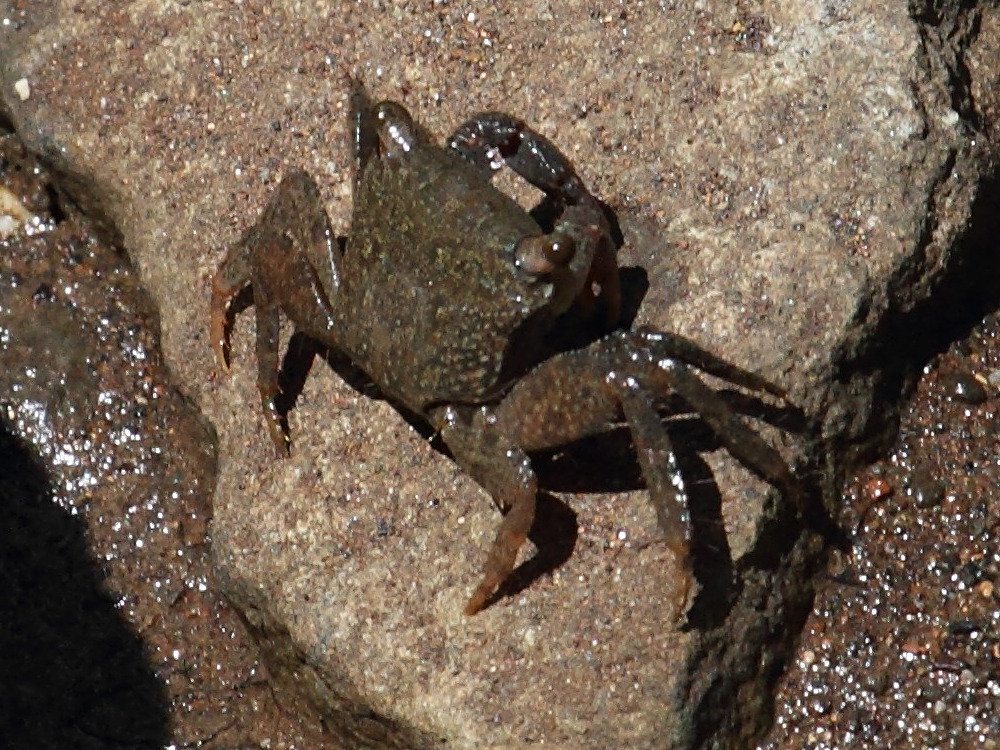 perisesarma_guttatum1bd