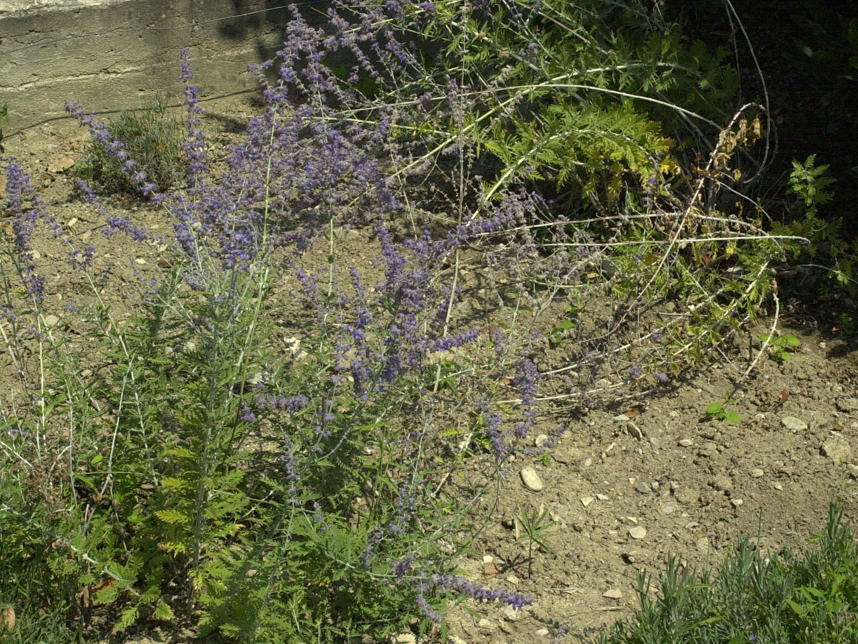 Afficher le média perovskia_atripicifolia1md perovskia_atripicifolia1md