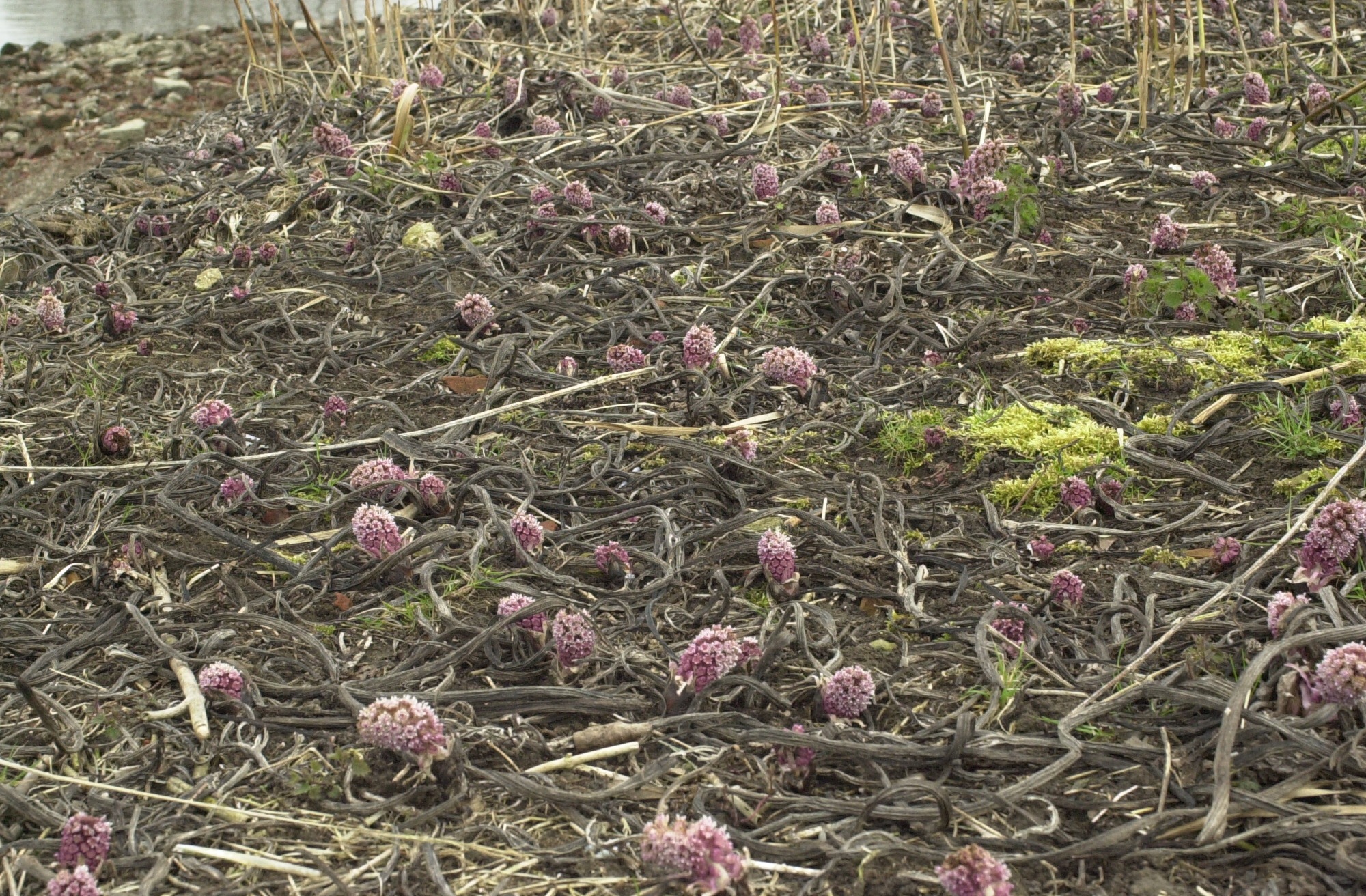 Afficher le média petasites_hybridus1md petasites_hybridus1md