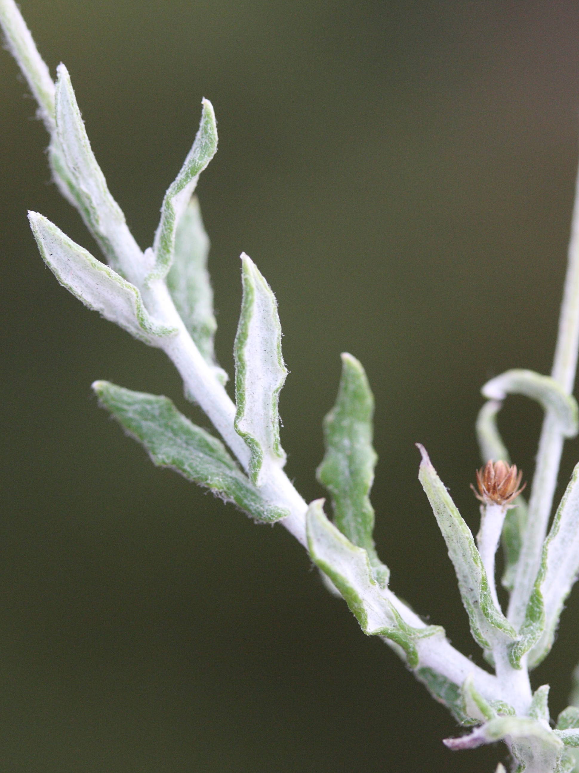 phagnalon_graecum2md