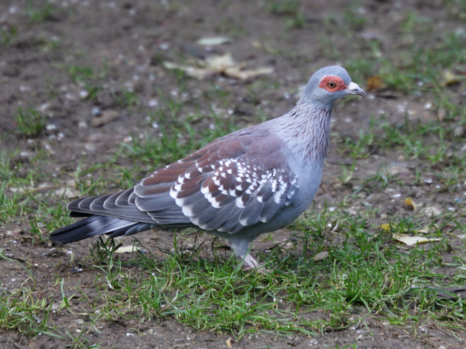 pigeon_de_guinee_-_columba_guinea2md