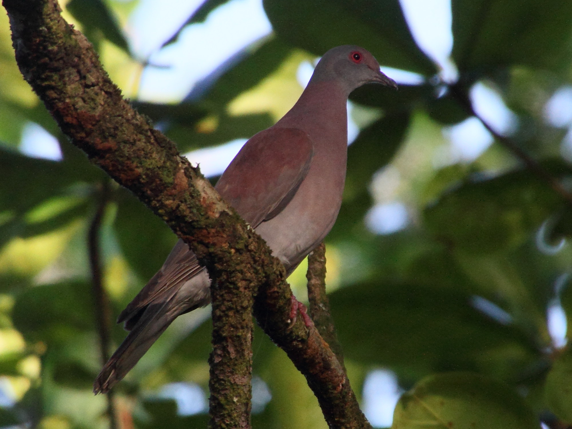 pigeon_rousset_-_patagioenas_cayennensis1md