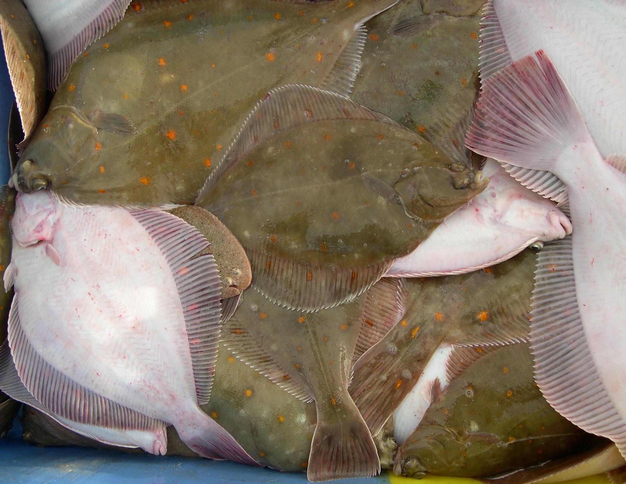 Afficher le média pleuronectes_platessa1md pleuronectes_platessa1md