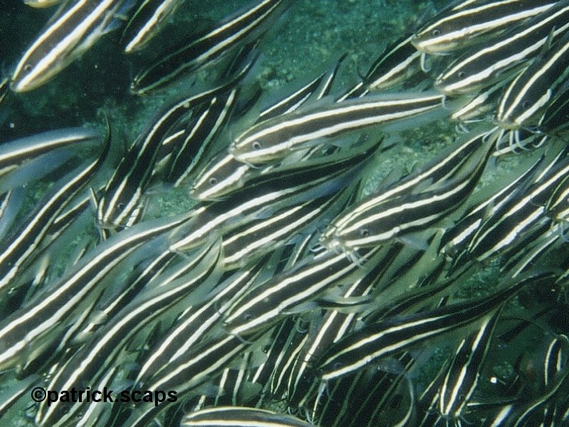 plotosus_lineatus1ps