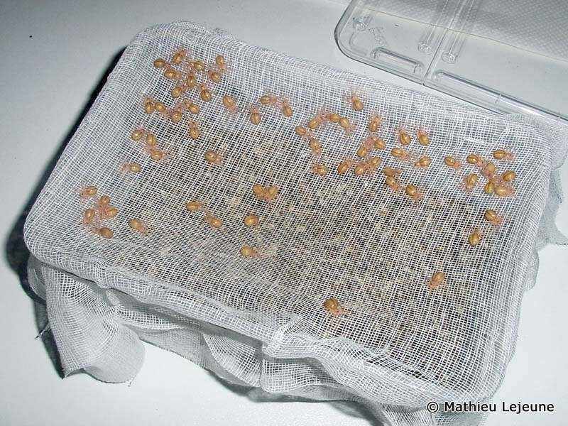 poecilotheria_formosa3ml