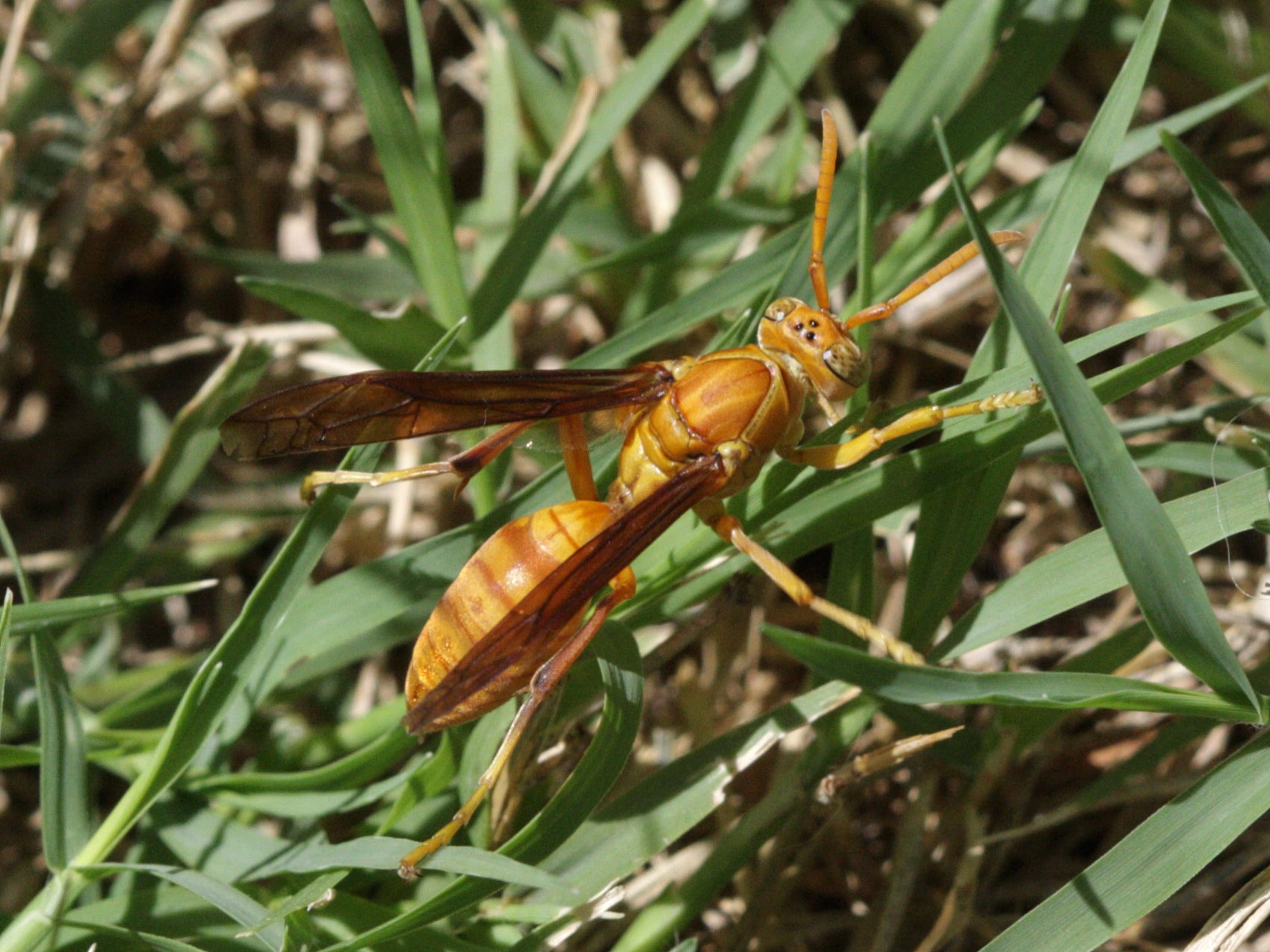 Polistes_olivaceus