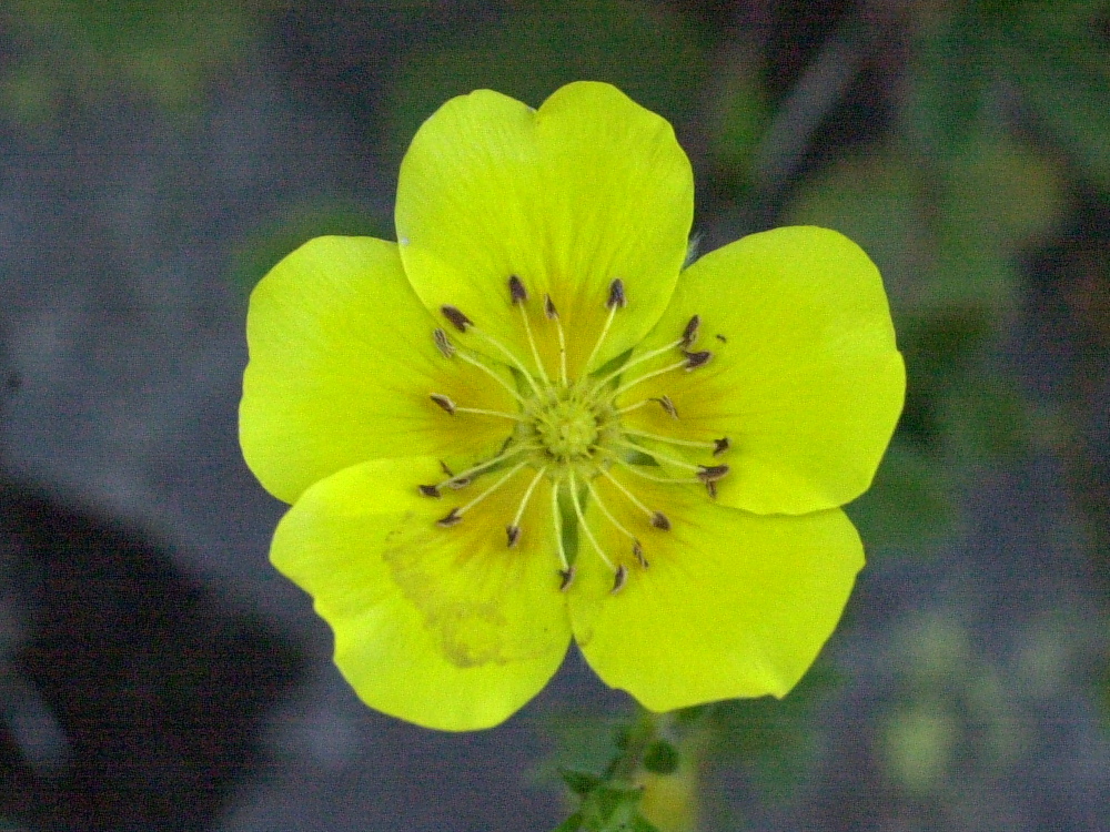 potentilla_grandiflora2md