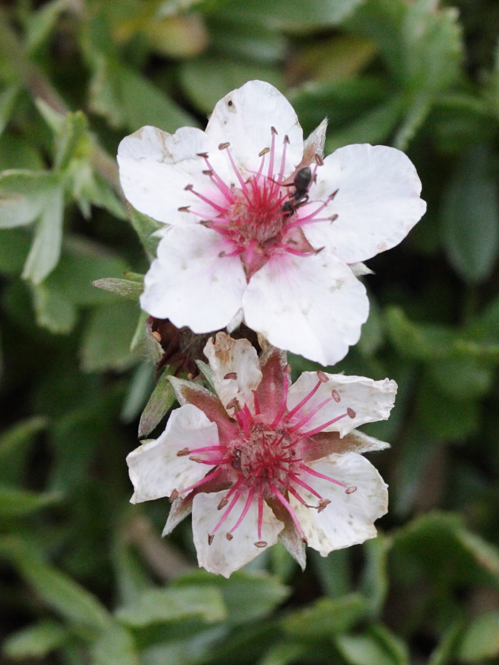 potentilla_nitida2md