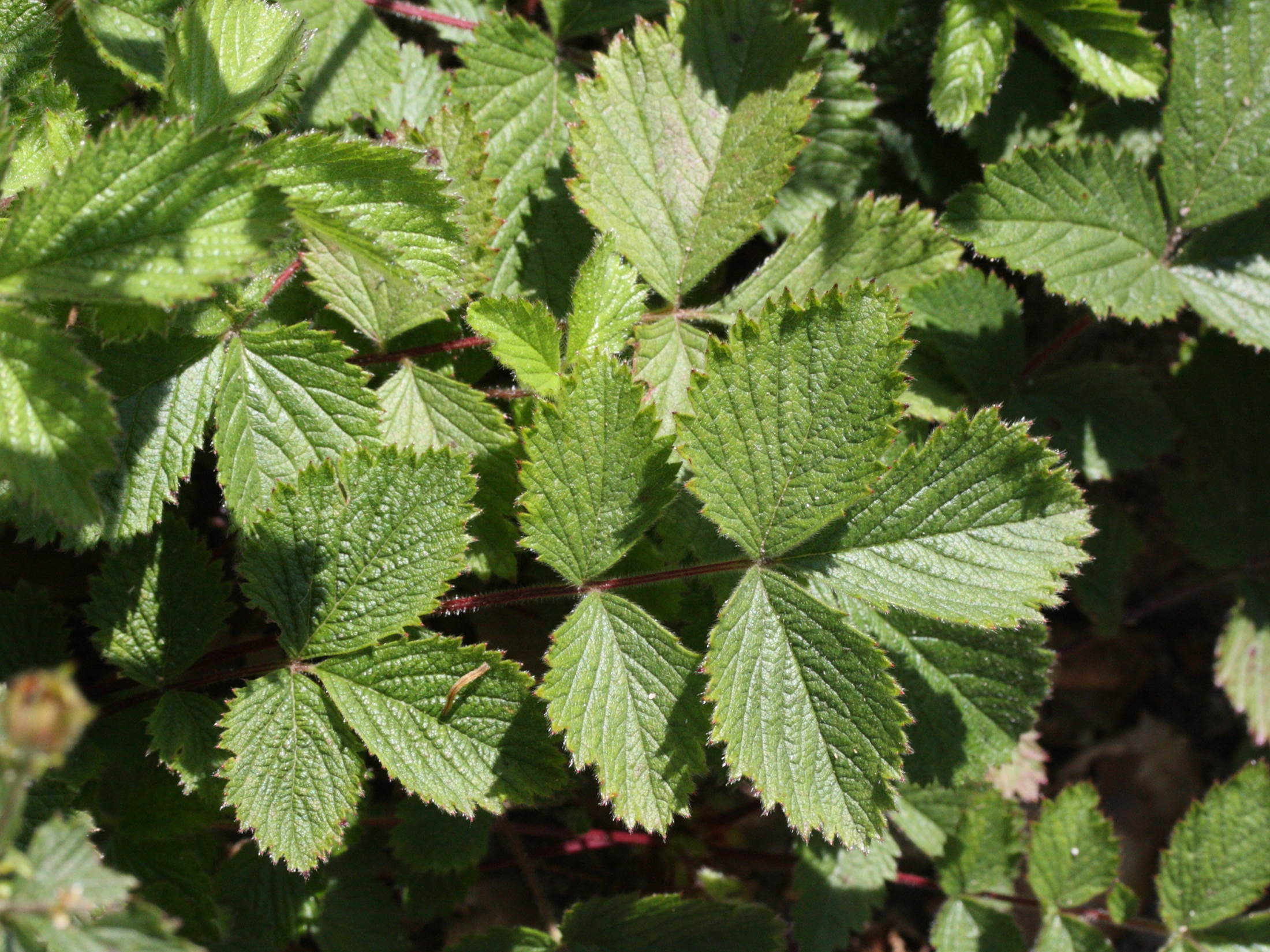 Afficher le média potentilla_rupestris2md potentilla_rupestris2md