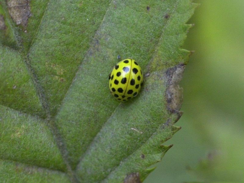 Afficher le média psyllobora_vigintiduopunctata psyllobora_vigintiduopunctata