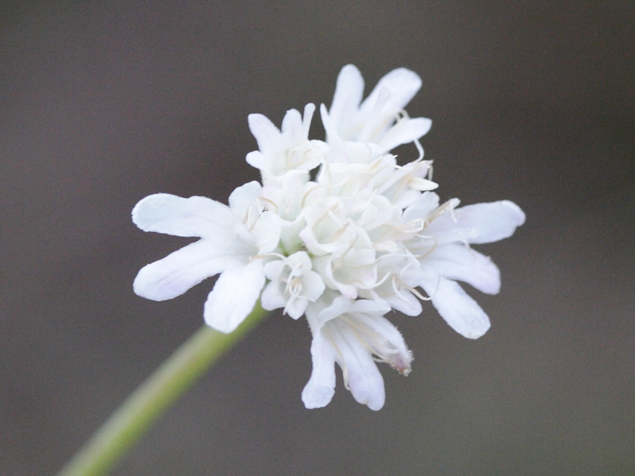 pycnocomon_rutifolium4md