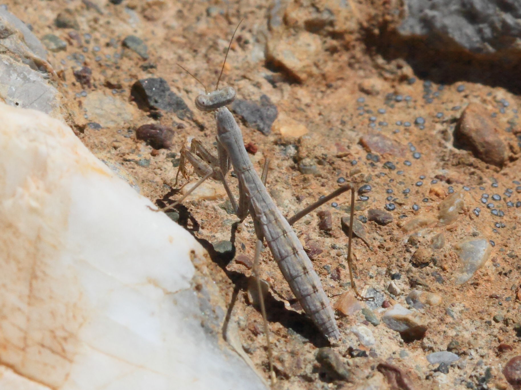 rivetina_balcanica1bd