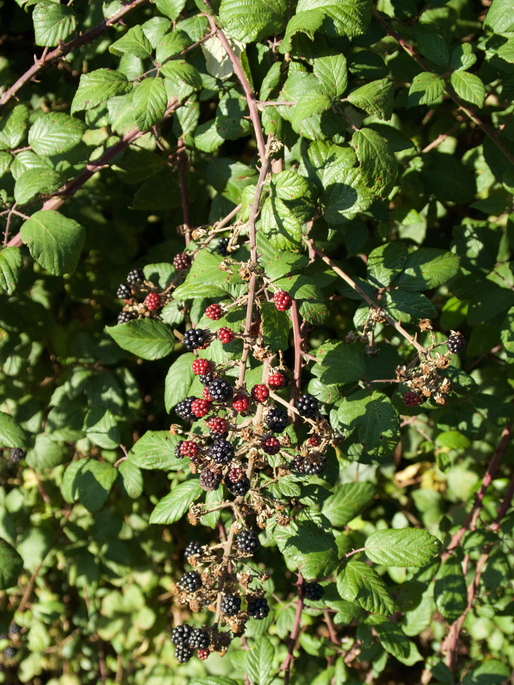 rubus_aggr_fruticosus2md