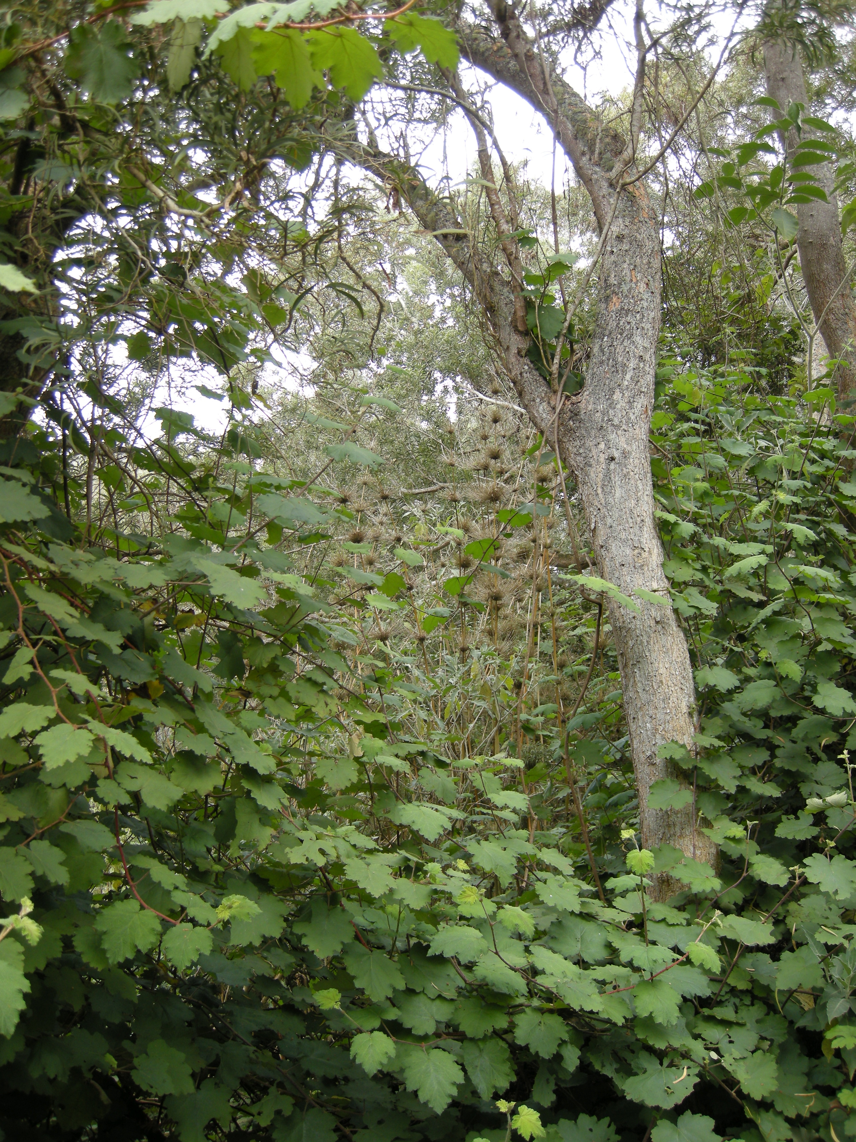 rubus_alceifolius4md