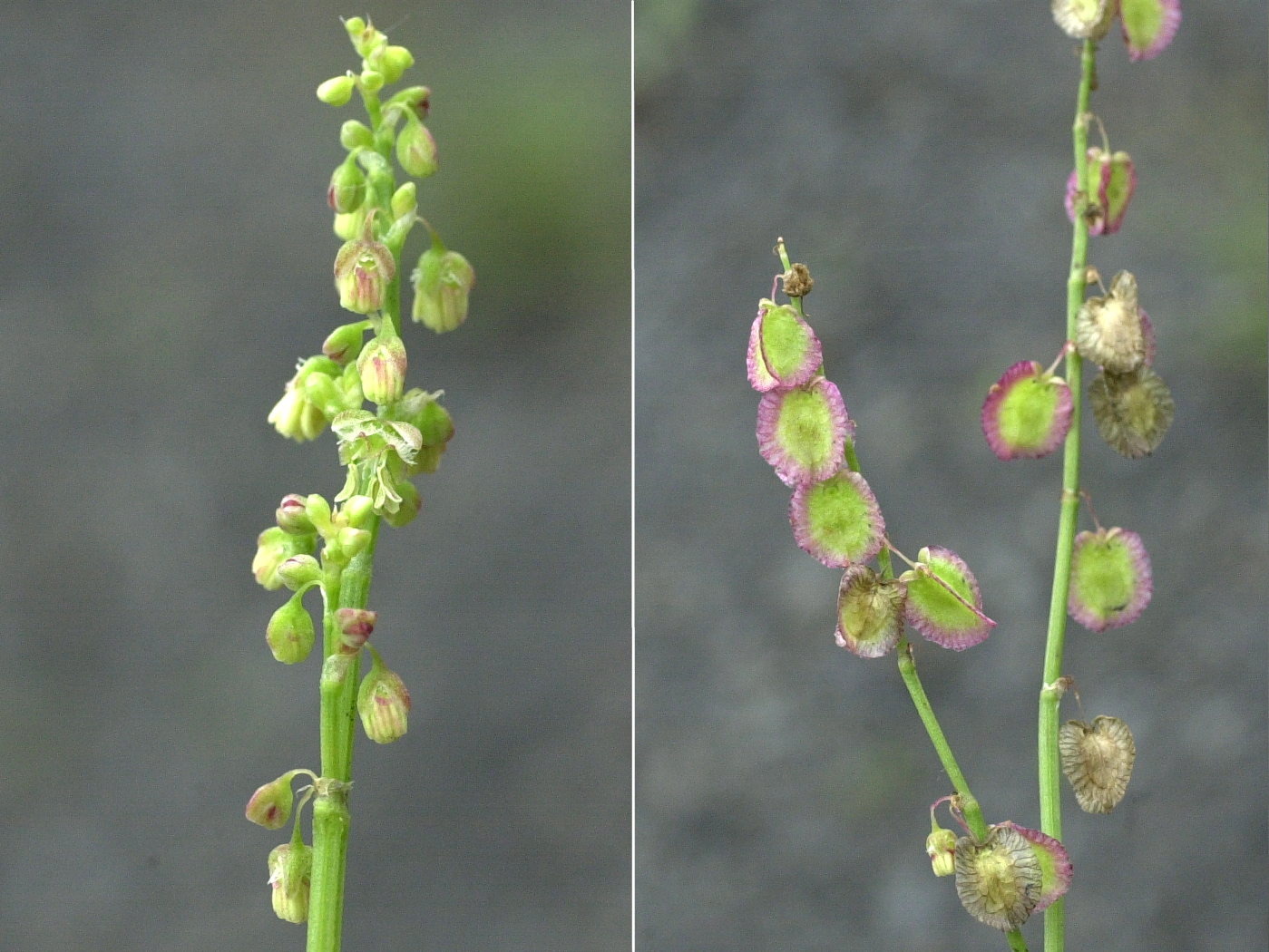 rumex_scutatus3md