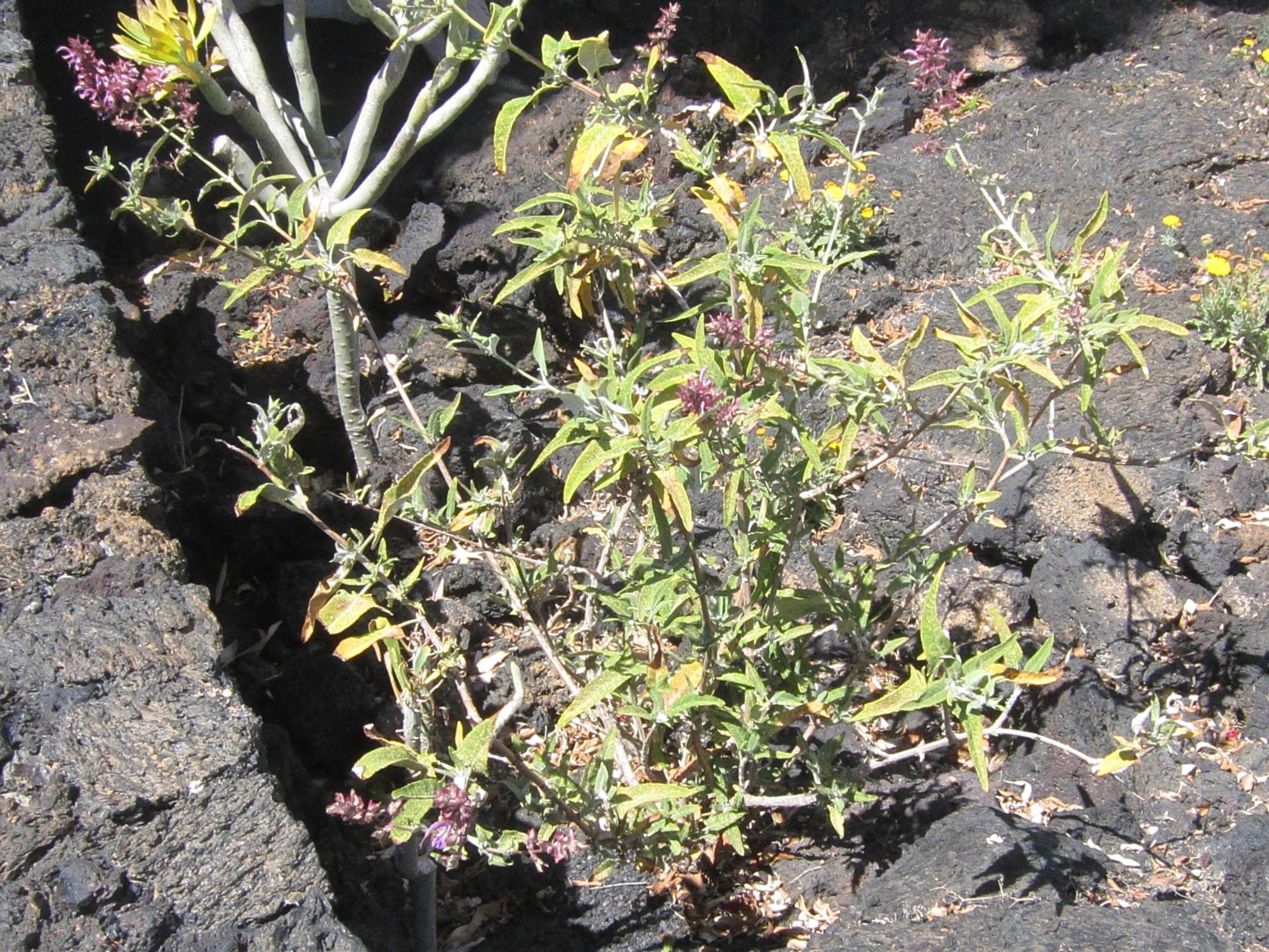 salvia_canariensis1bd