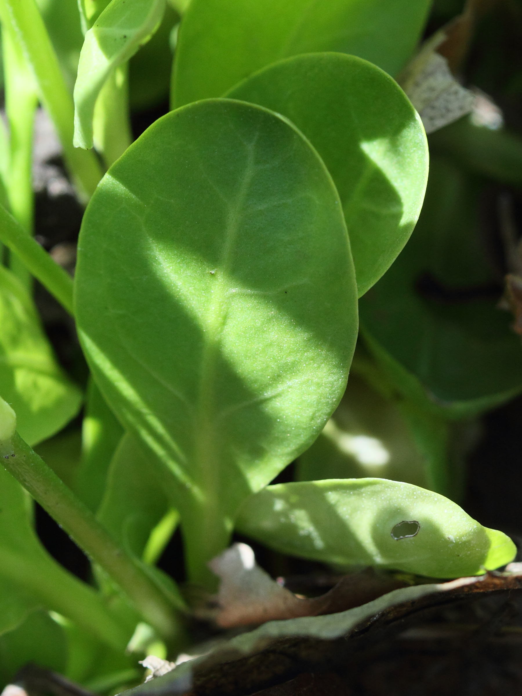 samolus_valerandi4bd