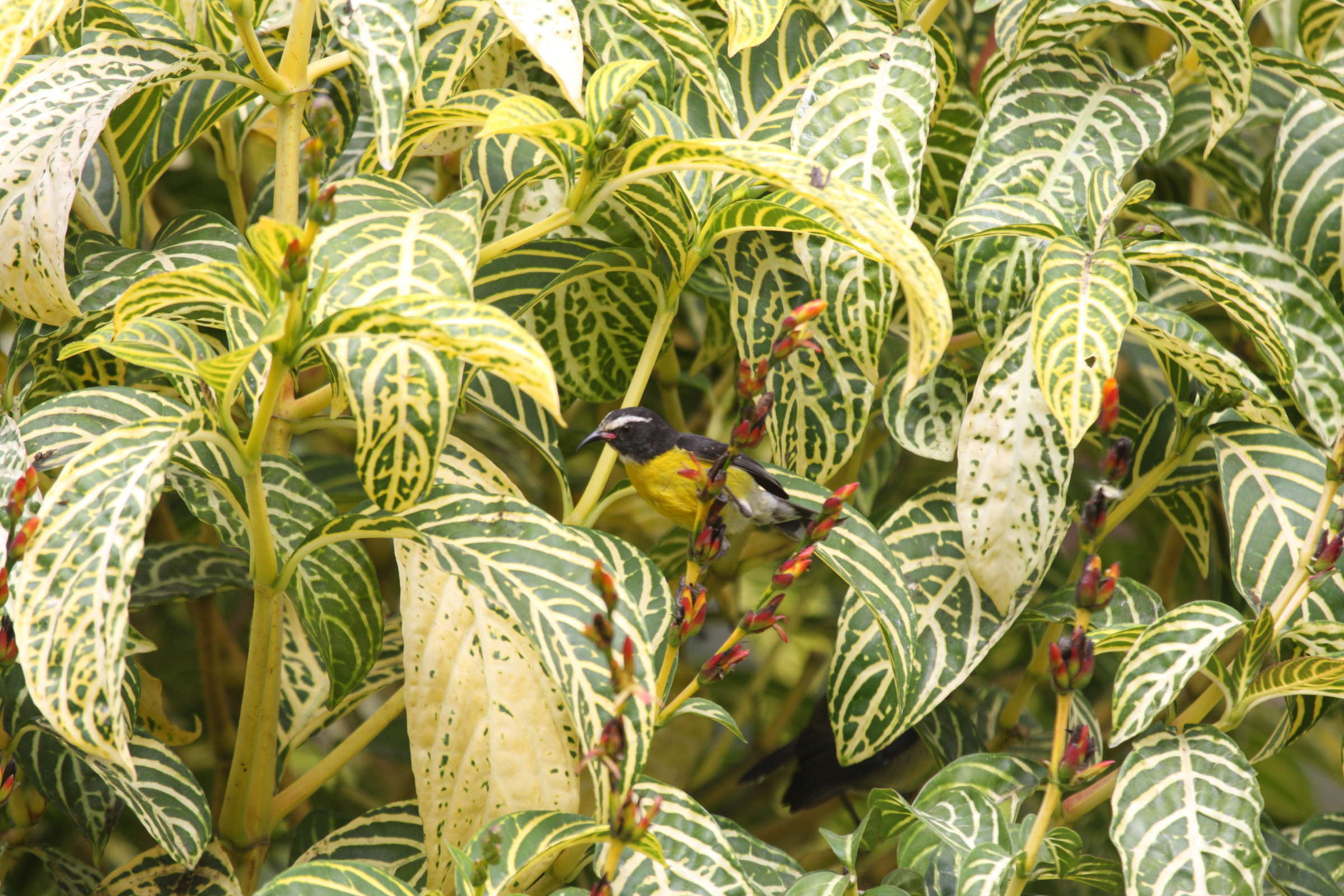 sanchezia_nobilis1bd