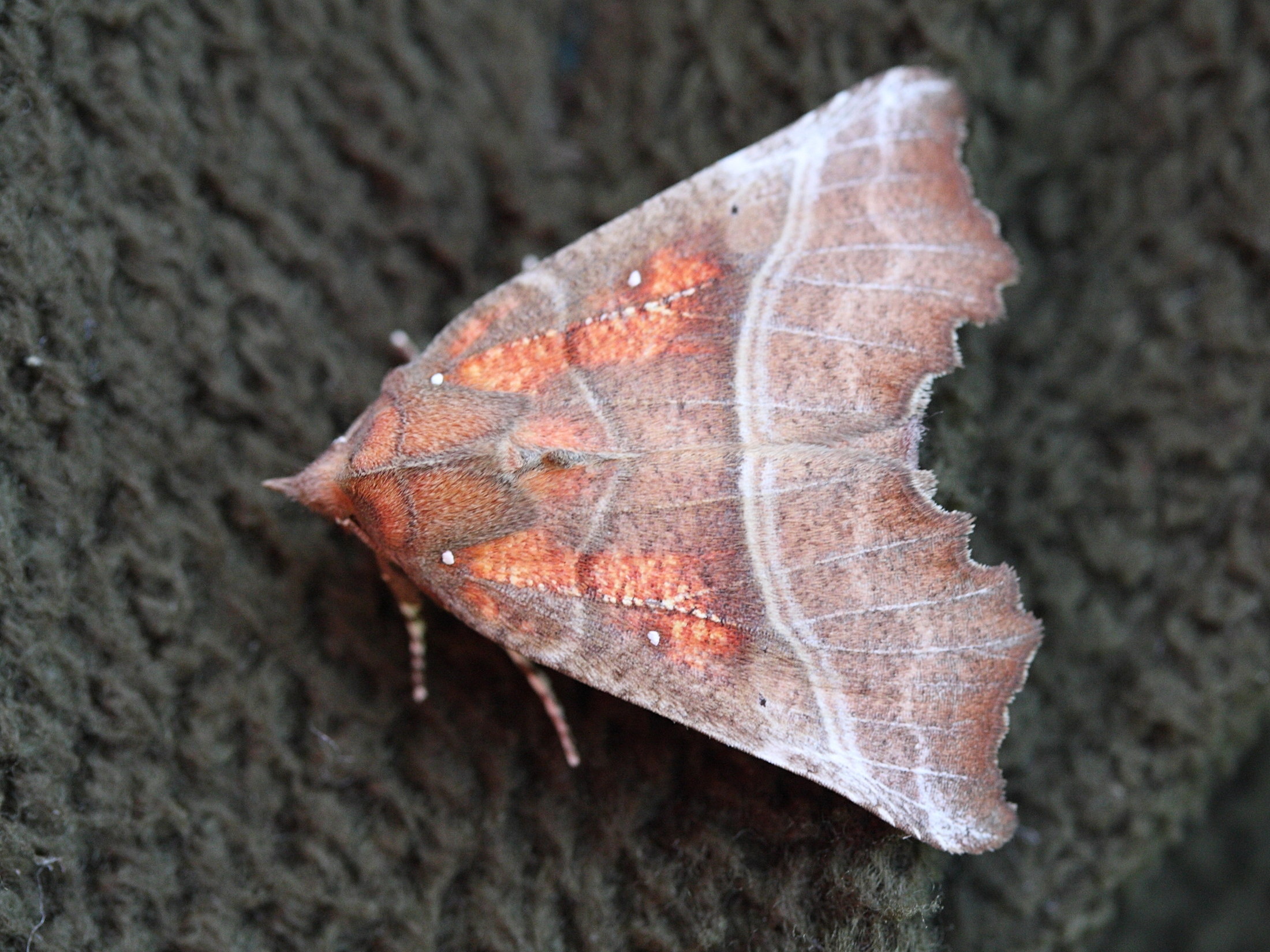 scoliopteryx_libatrix3md