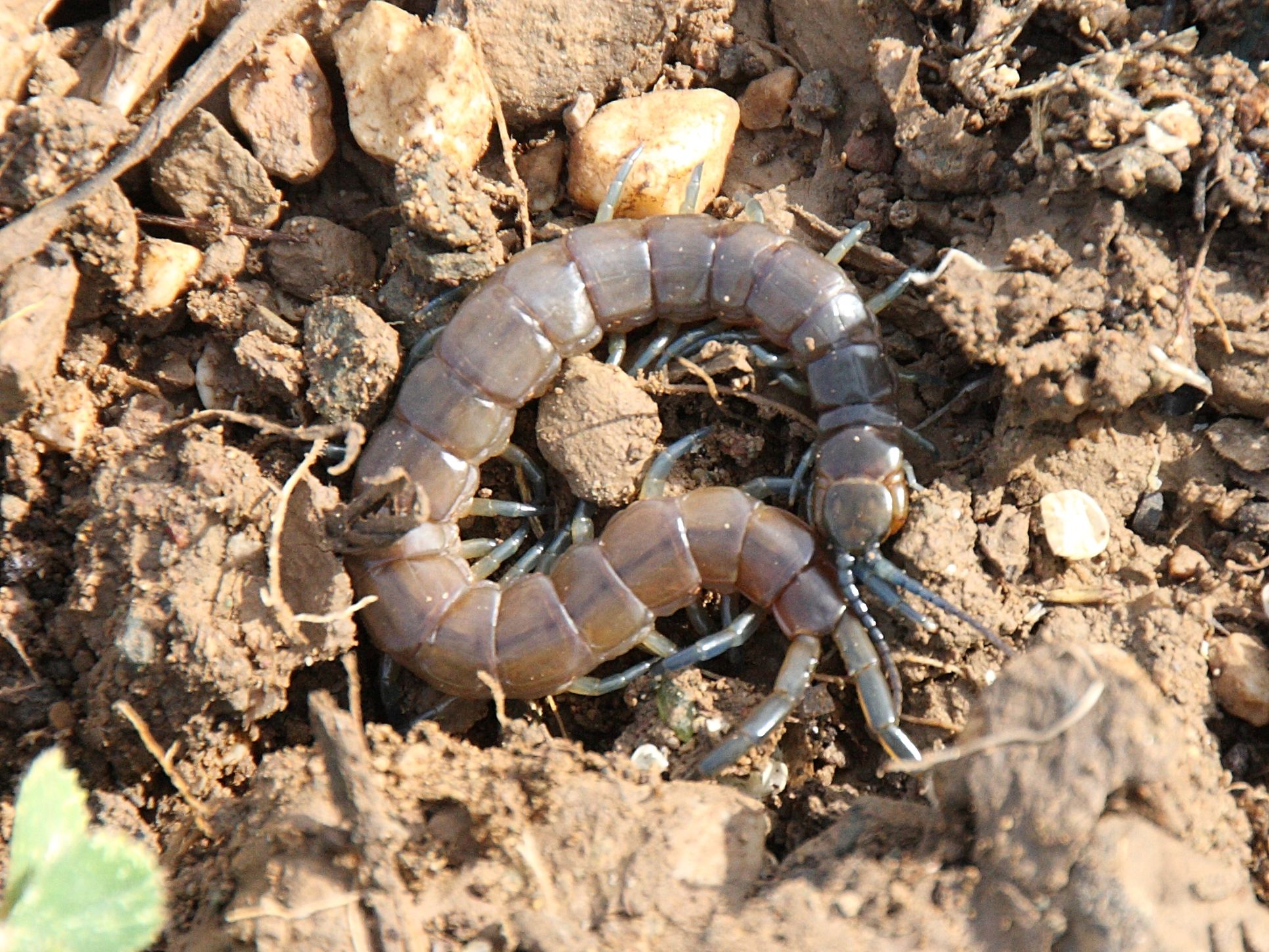 Afficher le média scolopendra_cingulata4bd scolopendra_cingulata4bd