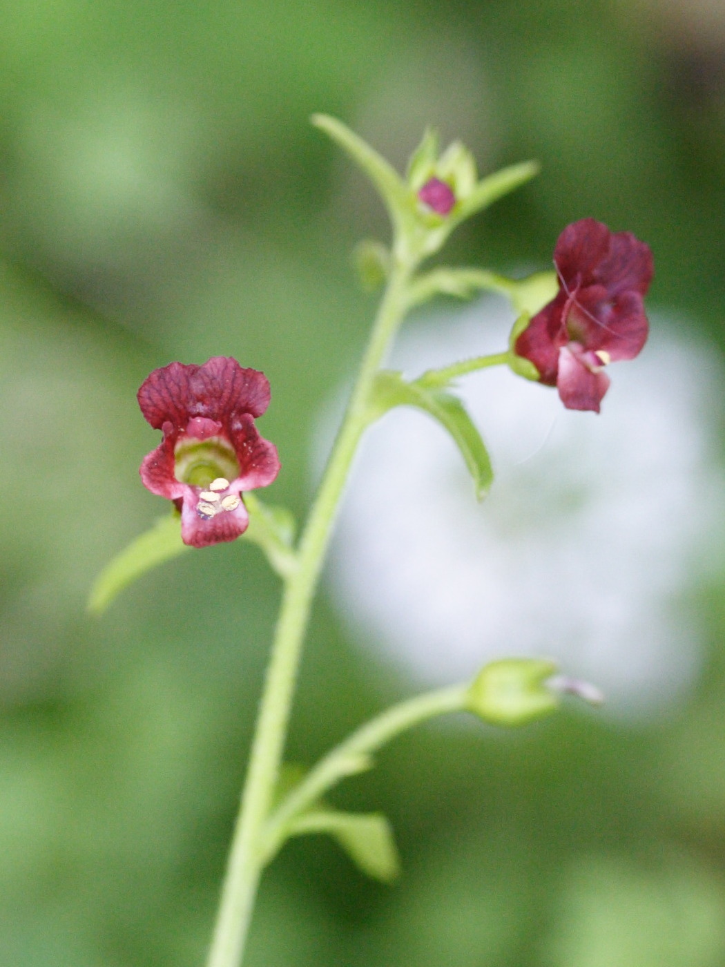 Scrophularia_peregrina