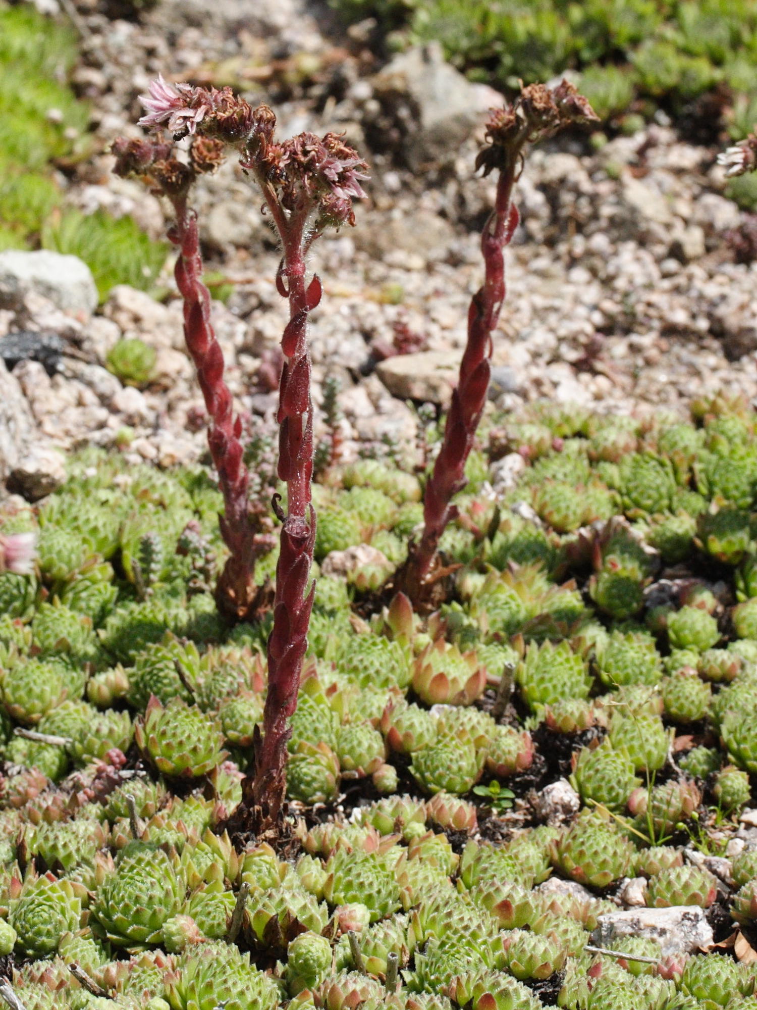 sempervivum_funckii_aqualiense2md