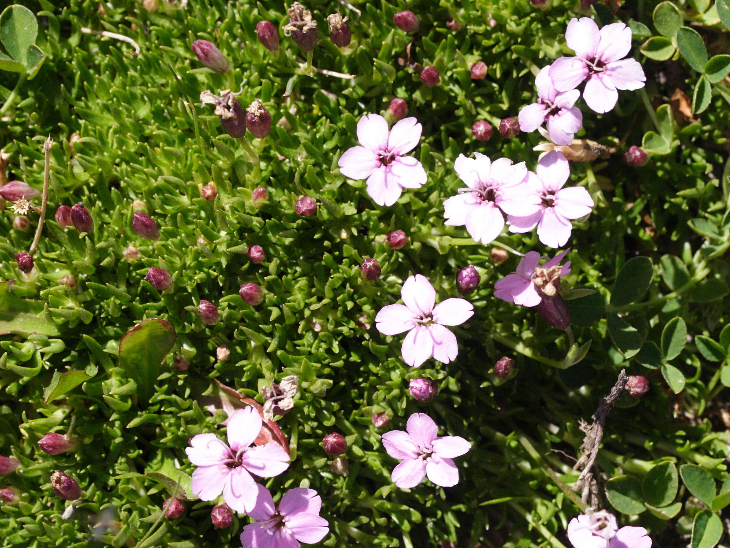 silene_acaulis_longiscapa2md