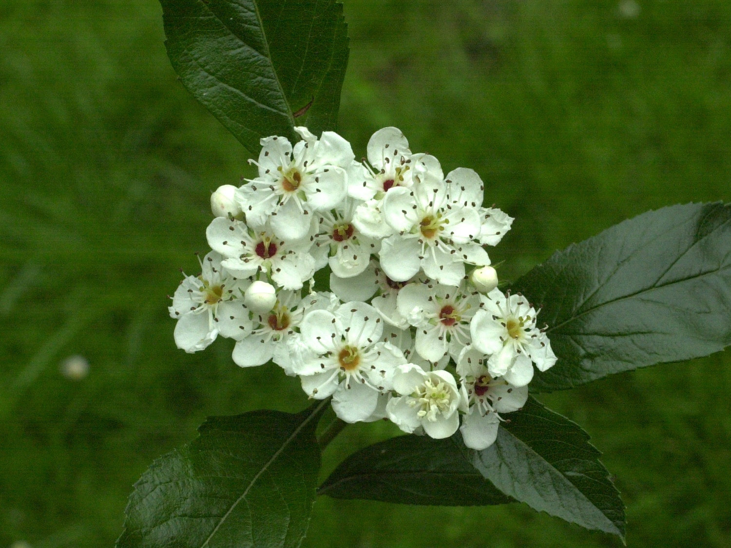 sorbus_x_rotundifolia2md