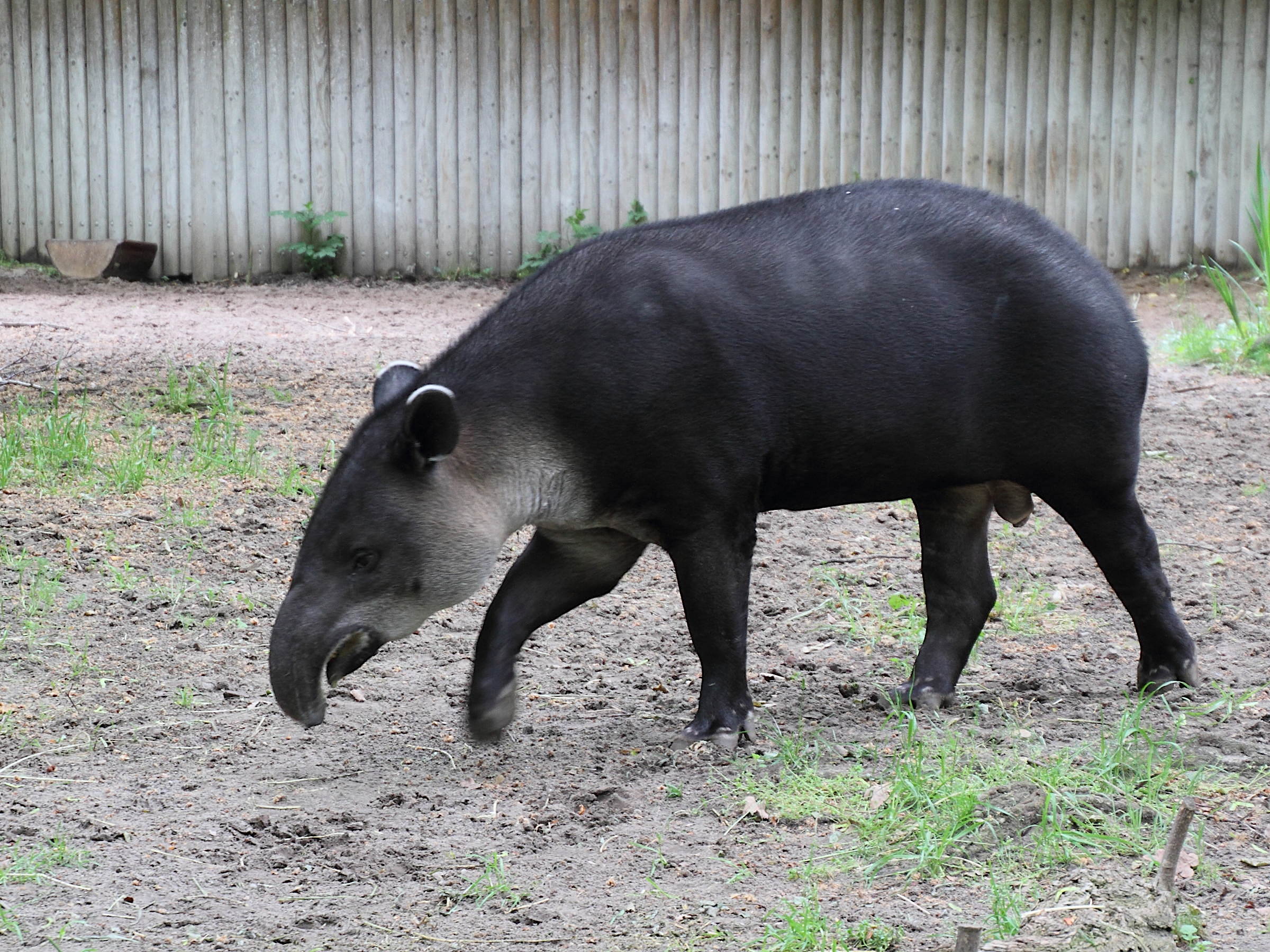 tapirus_bairdii1md