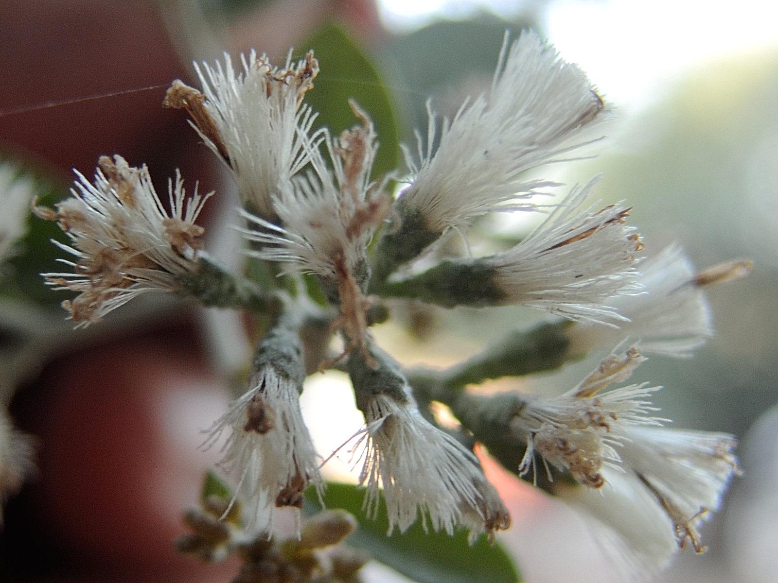 tarlmounia_elliptica3md