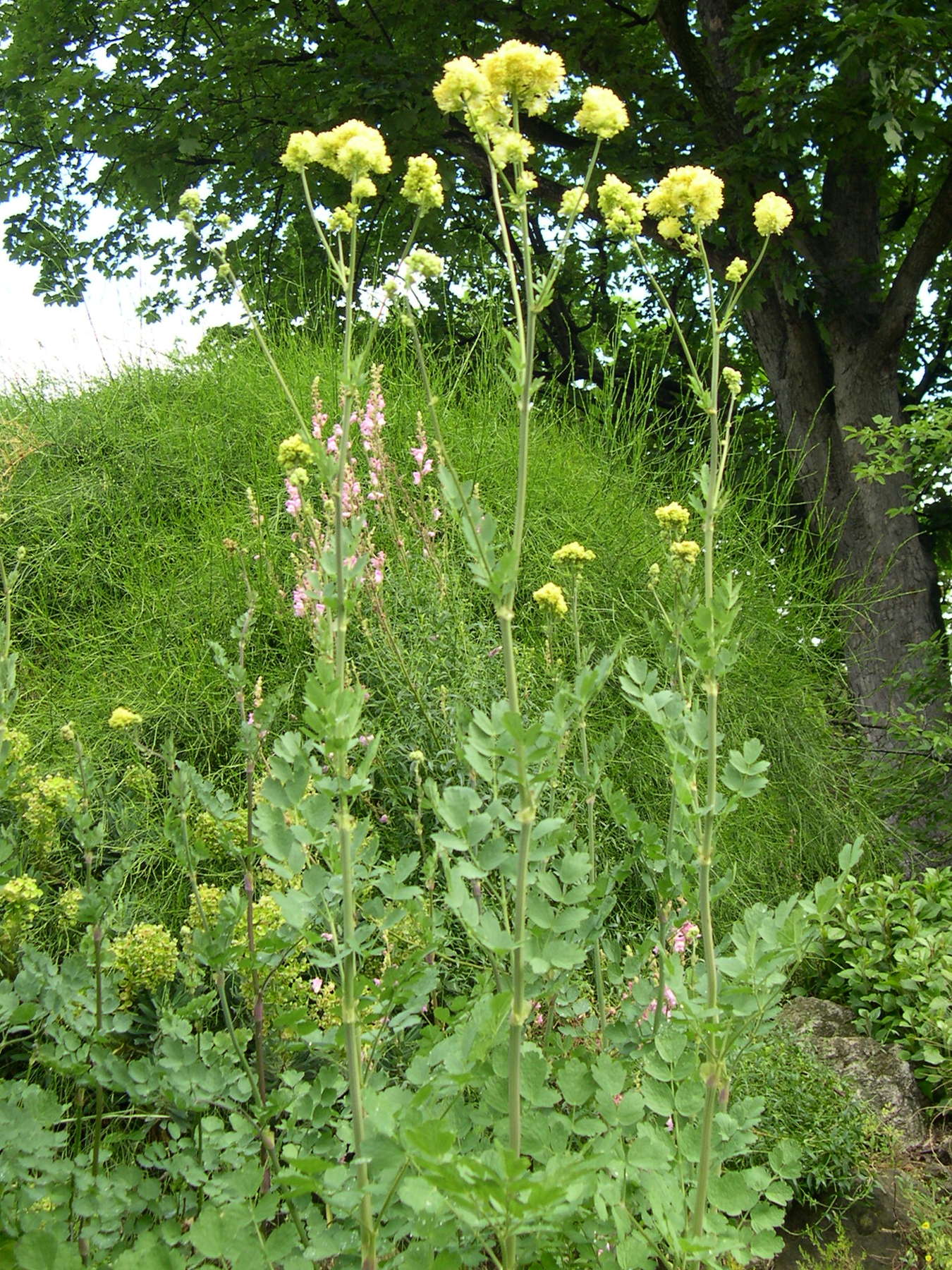 Afficher le média Thalictrum_flavum costae Thalictrum_flavum costae
