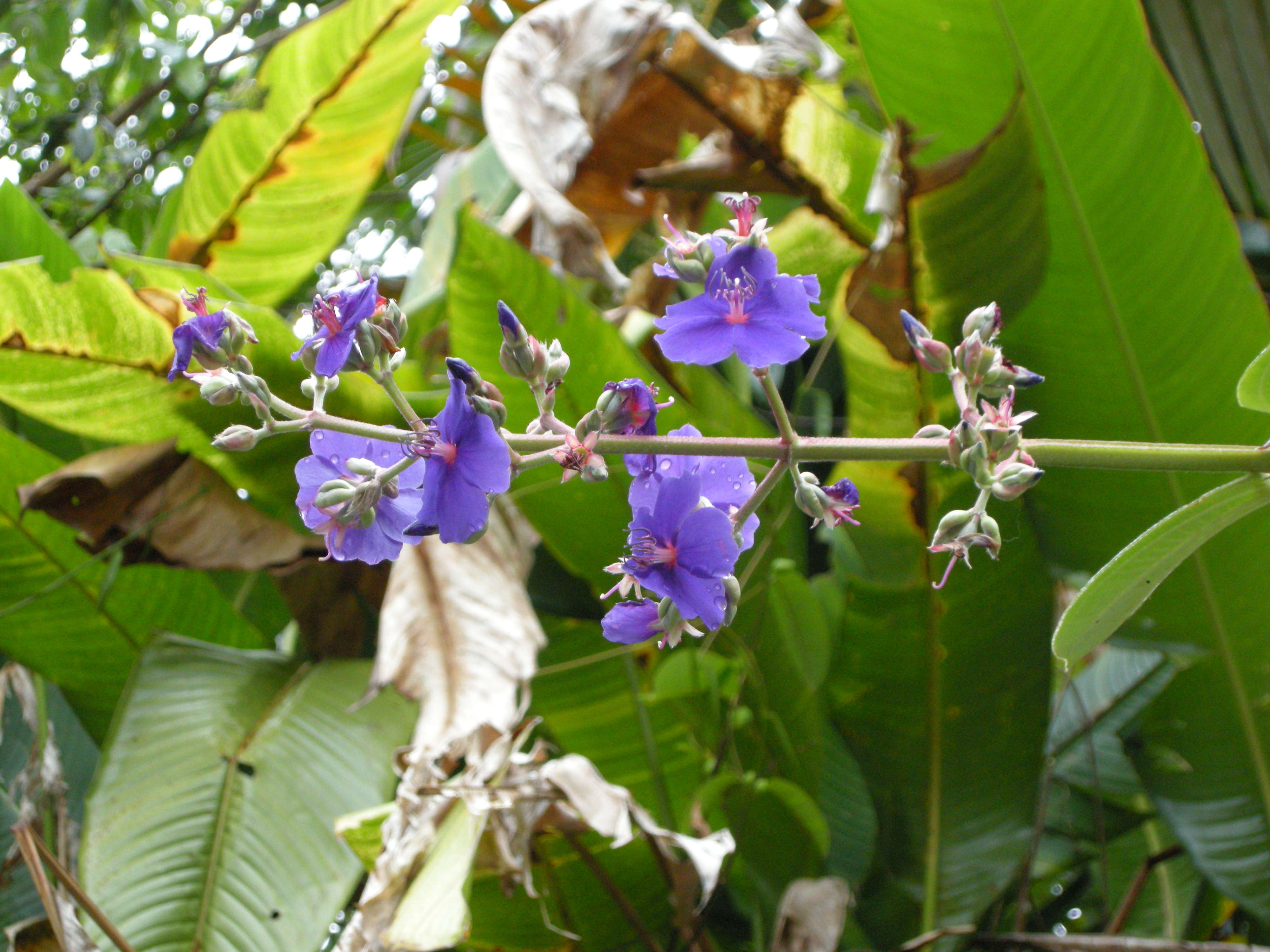 Afficher le média tibouchina_grandifolia3md tibouchina_grandifolia3md