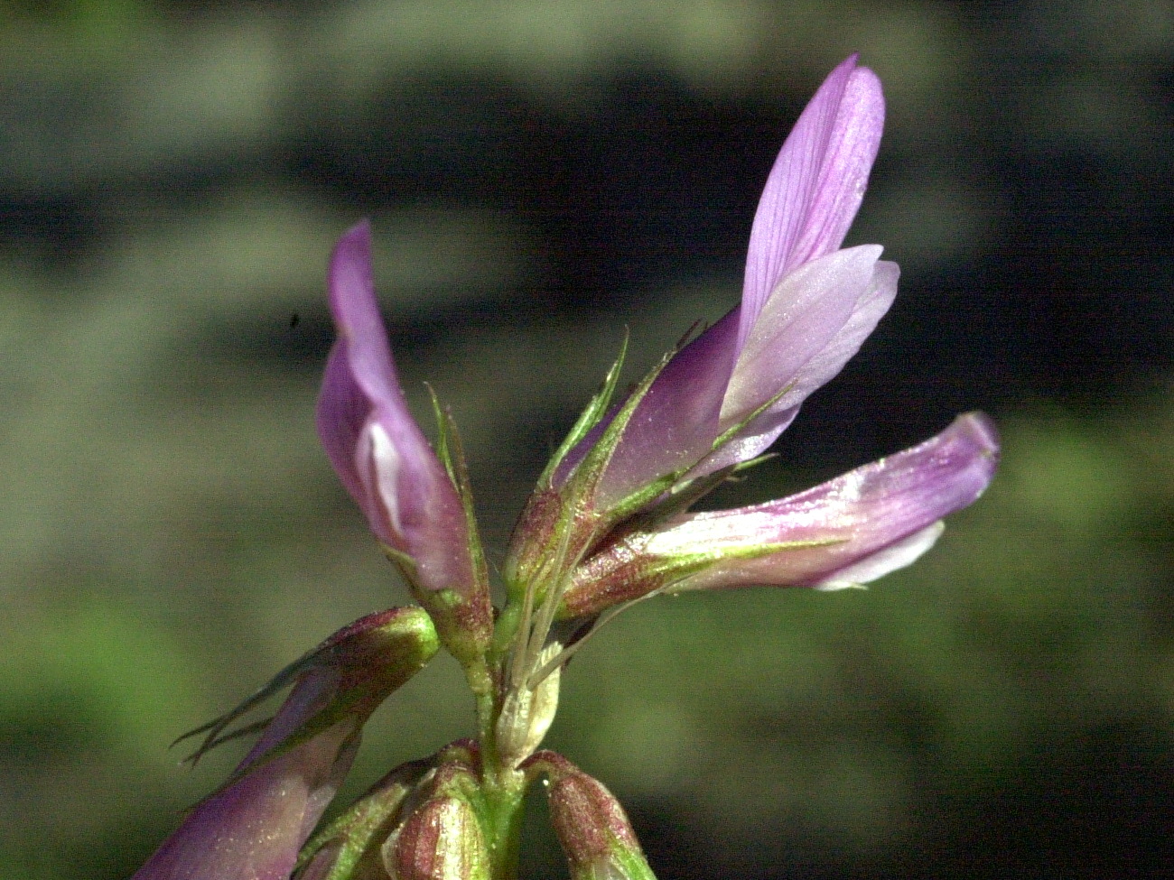 trifolium_alpinum2md