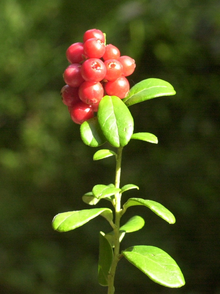 vaccinium_vitis-idaea4md
