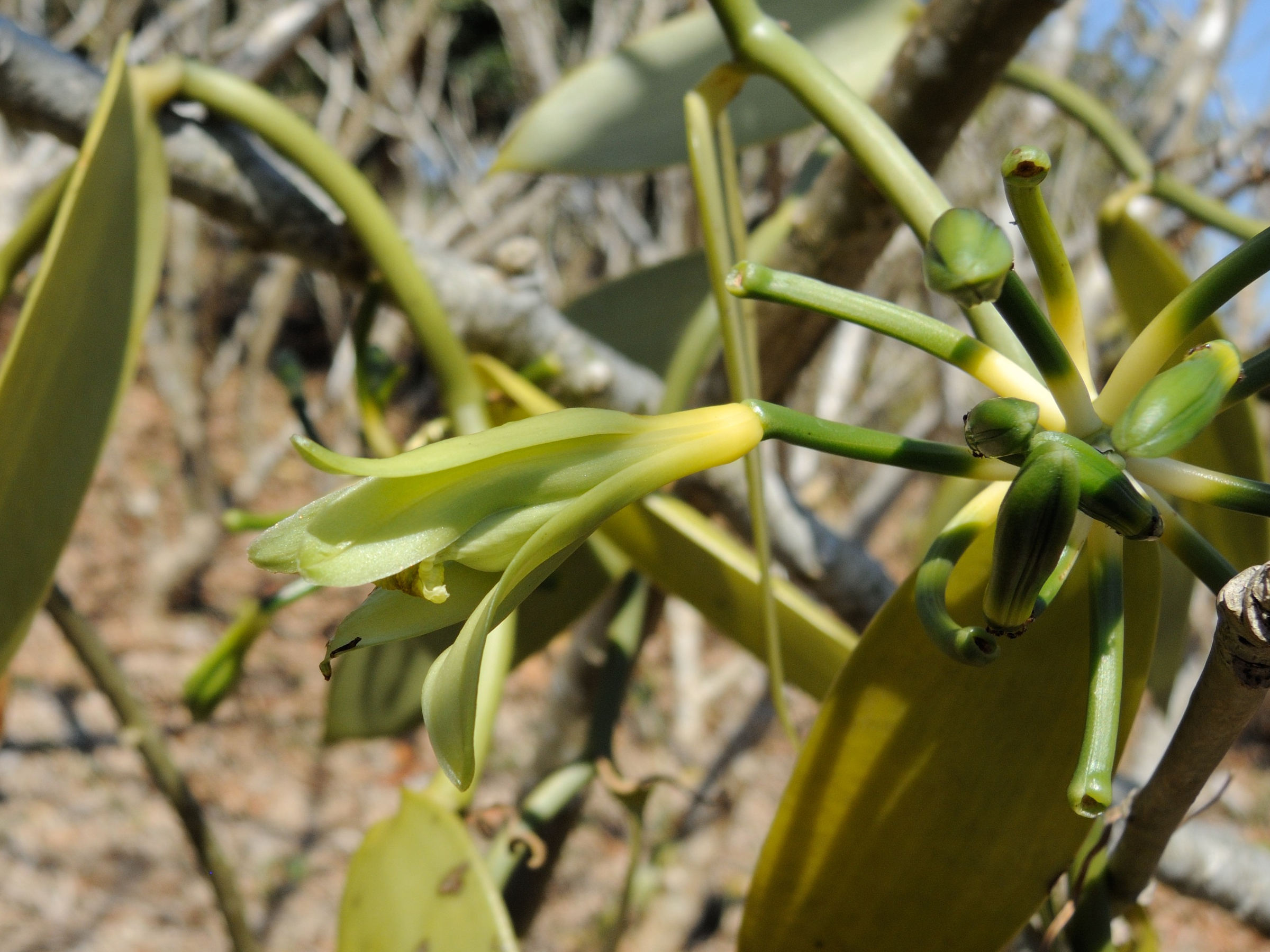 vanilla_planifolia6md