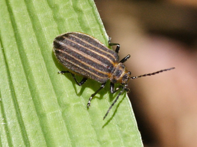 yingaresca_brevivittata1md